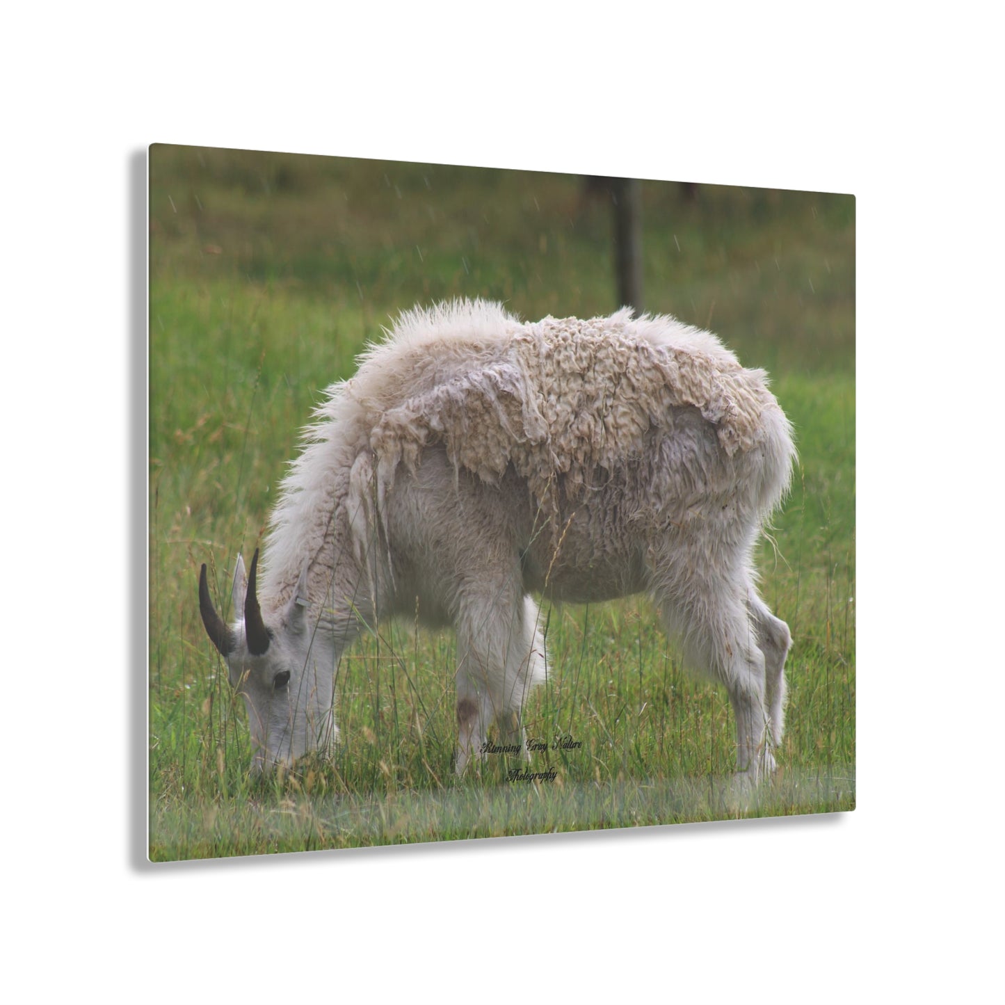 Mountain Goat Acrylic Prints