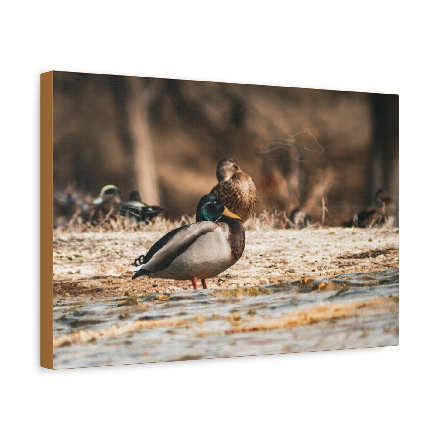 Nature-Inspired Duck Canvas