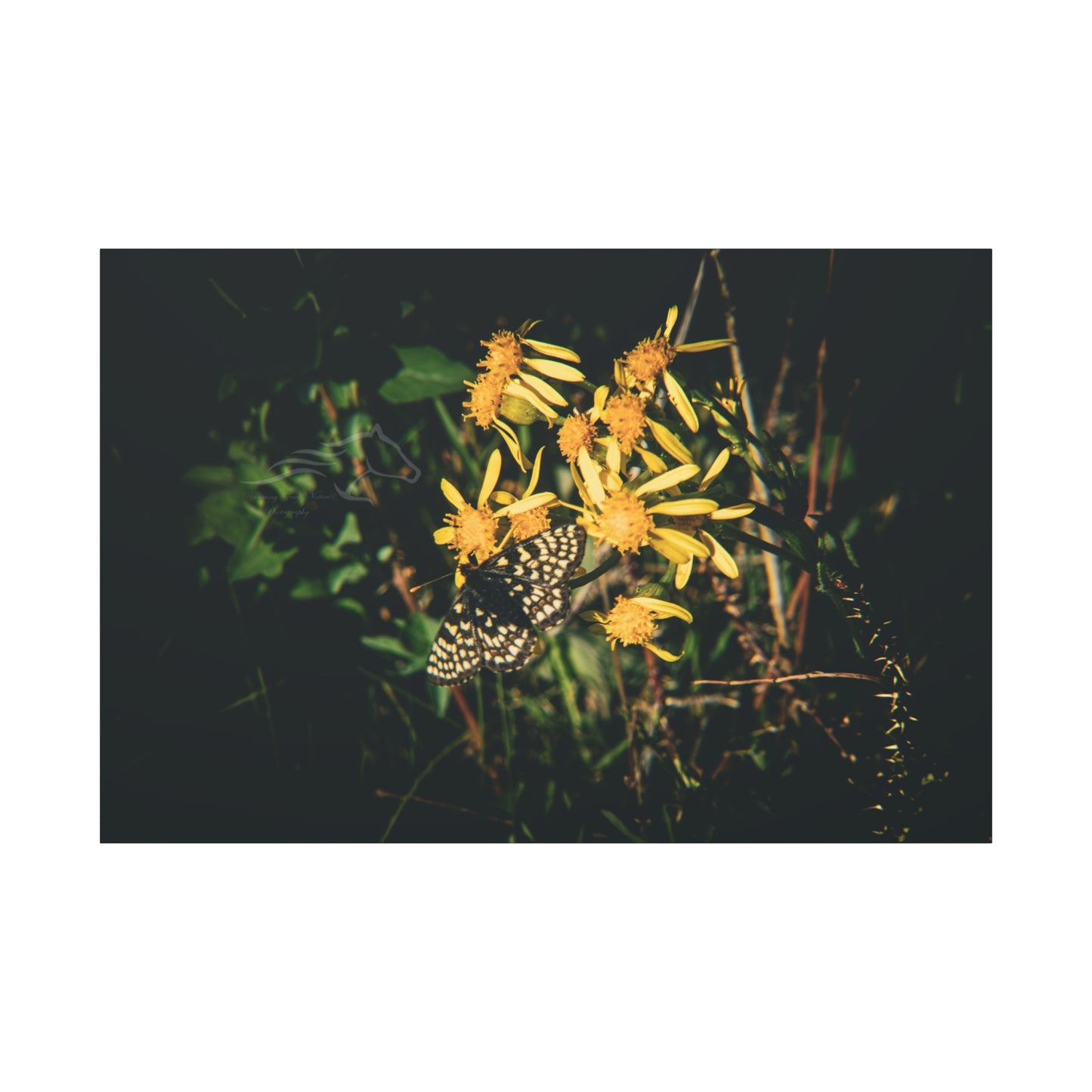 Checkerspot Butterfly Canvas