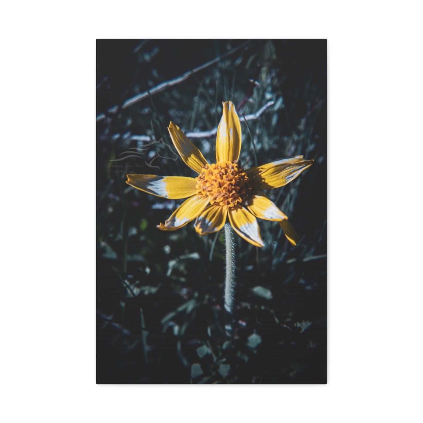 Parish's Goldeneye Canvas