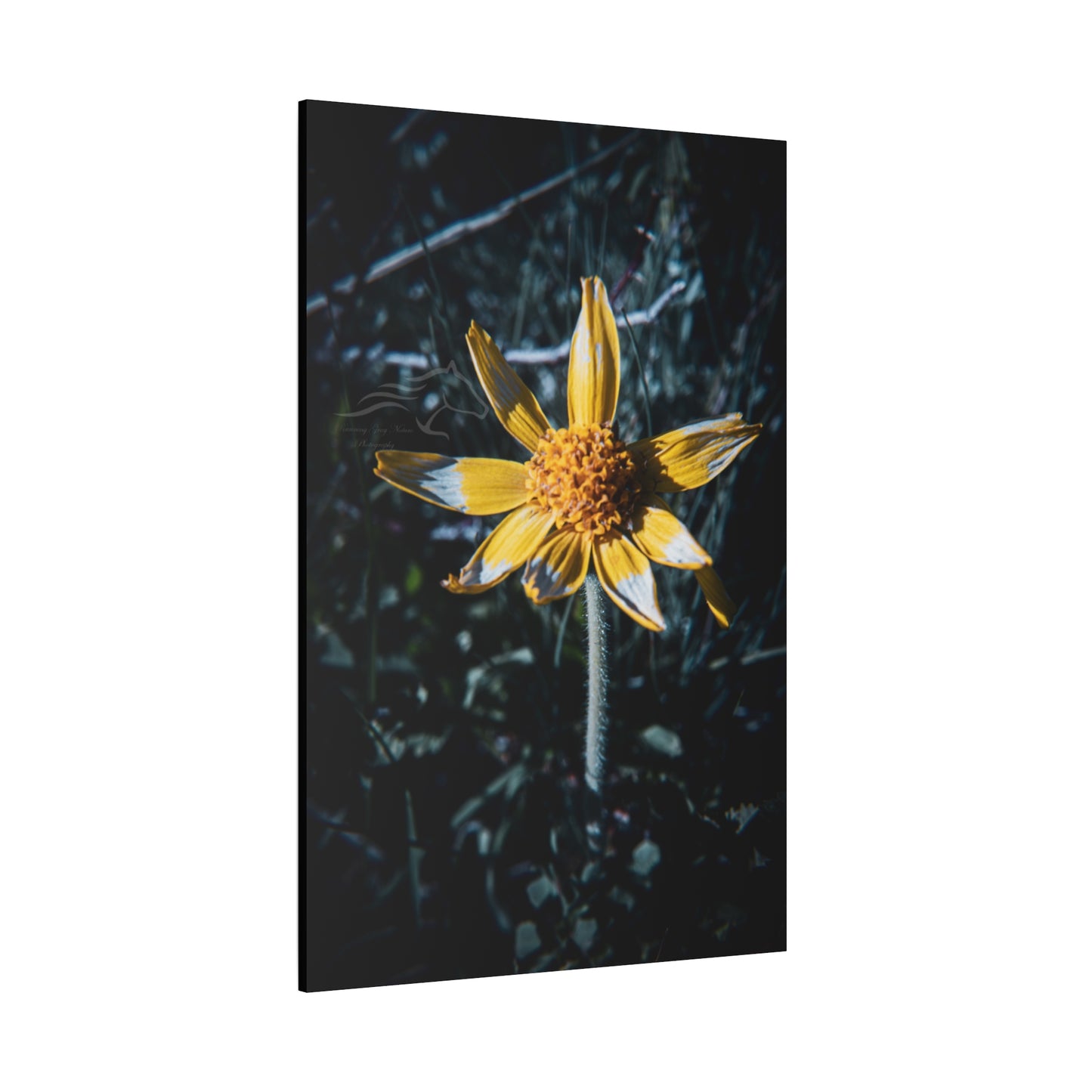 Parish's Goldeneye Canvas