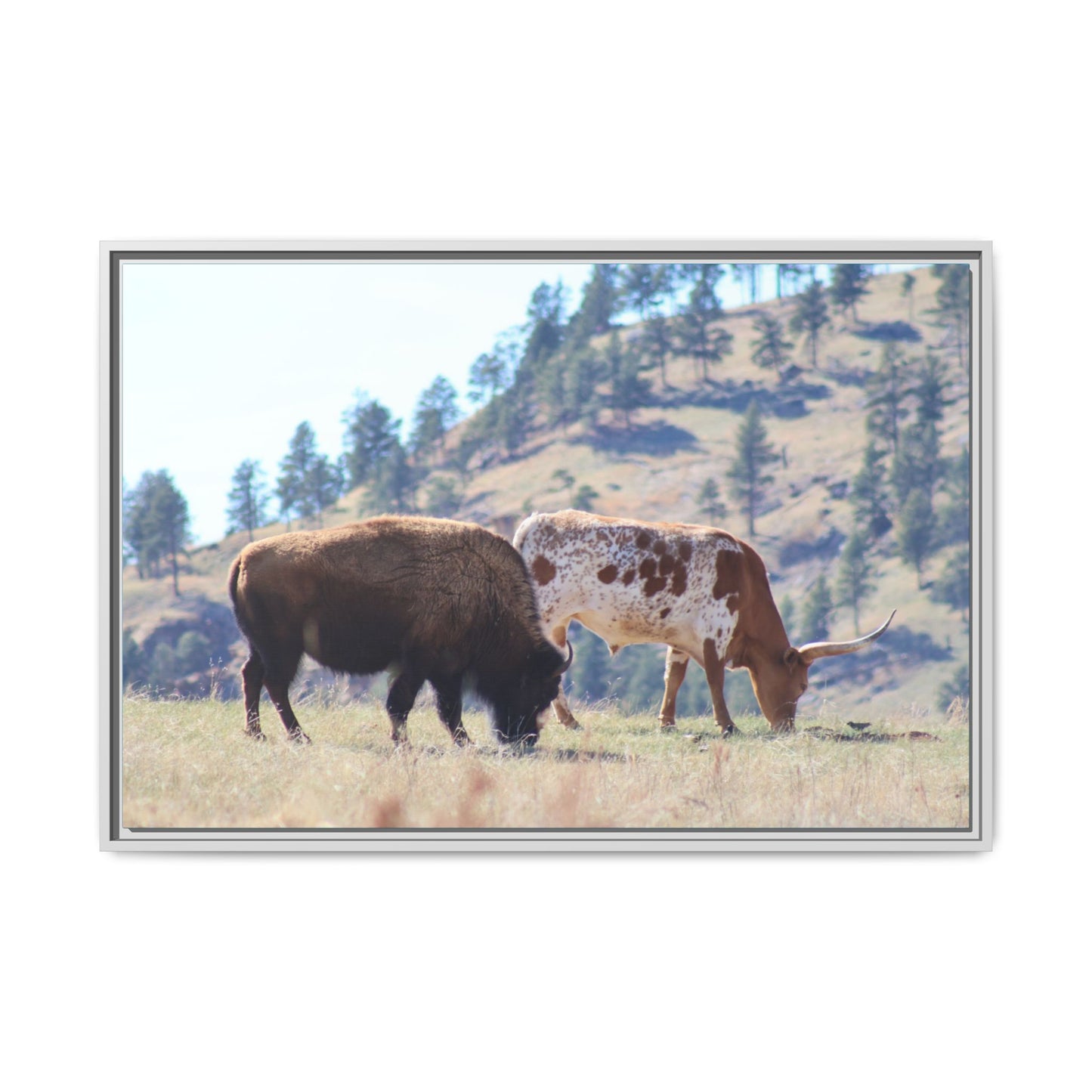 Long Horn and Buffalo Framed Canvas