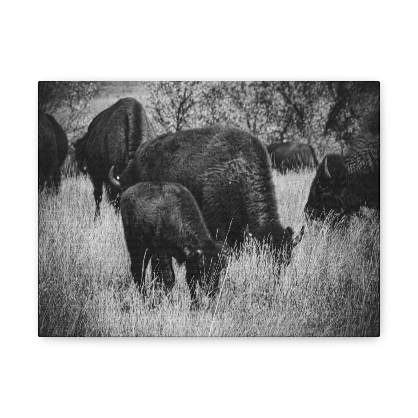 Black and White Buffalo Canvas