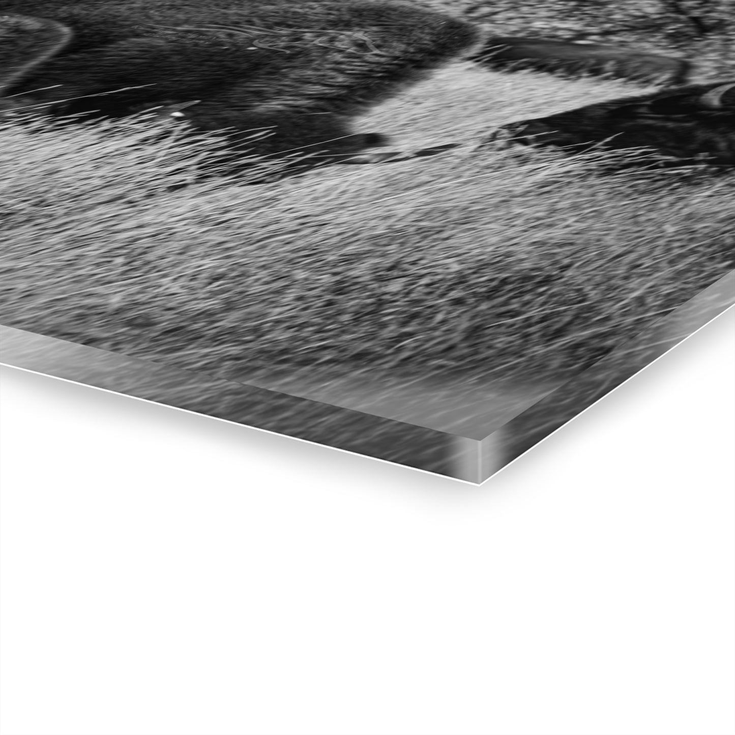 Black and White Buffalo Acrylic