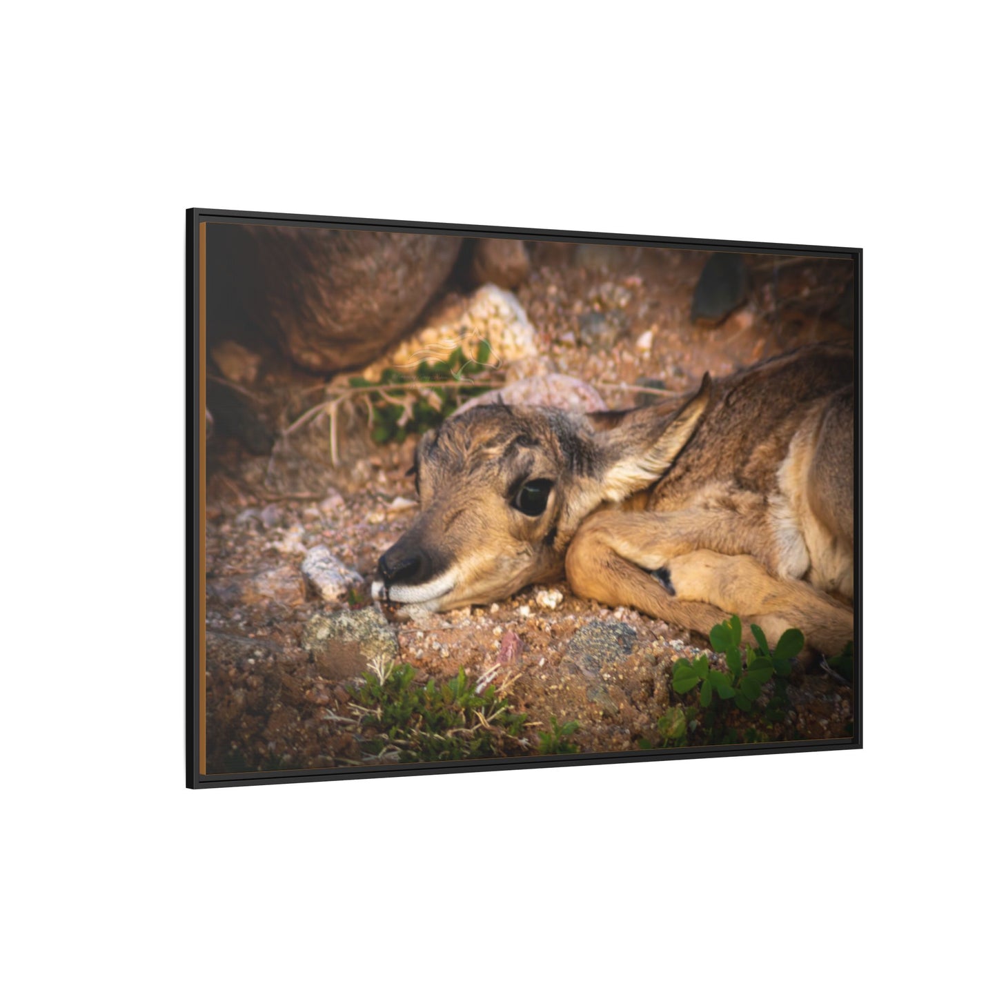 Baby Antelope Framed Canvas