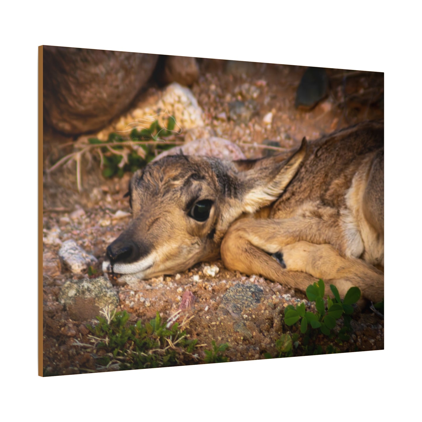 Baby Antelope Canvas