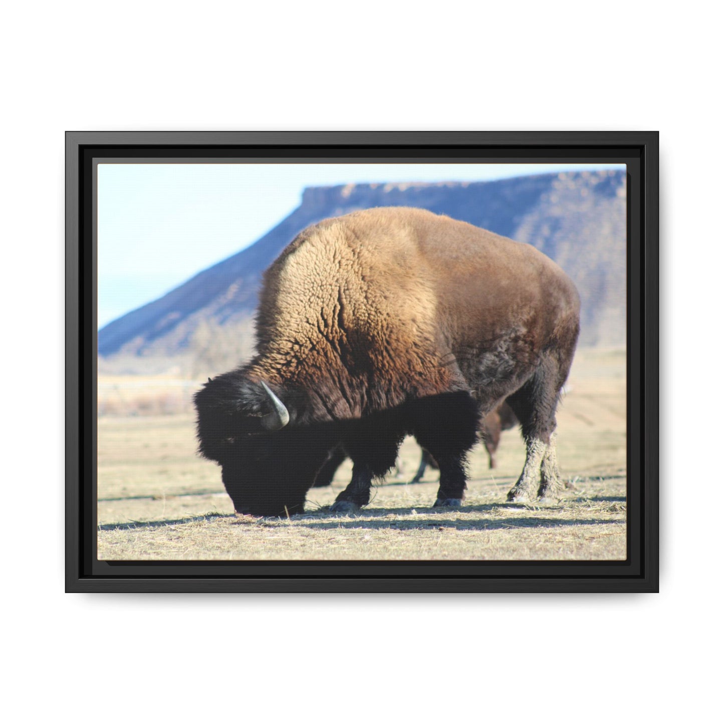 Big Daddy Buffalo Framed Canvas
