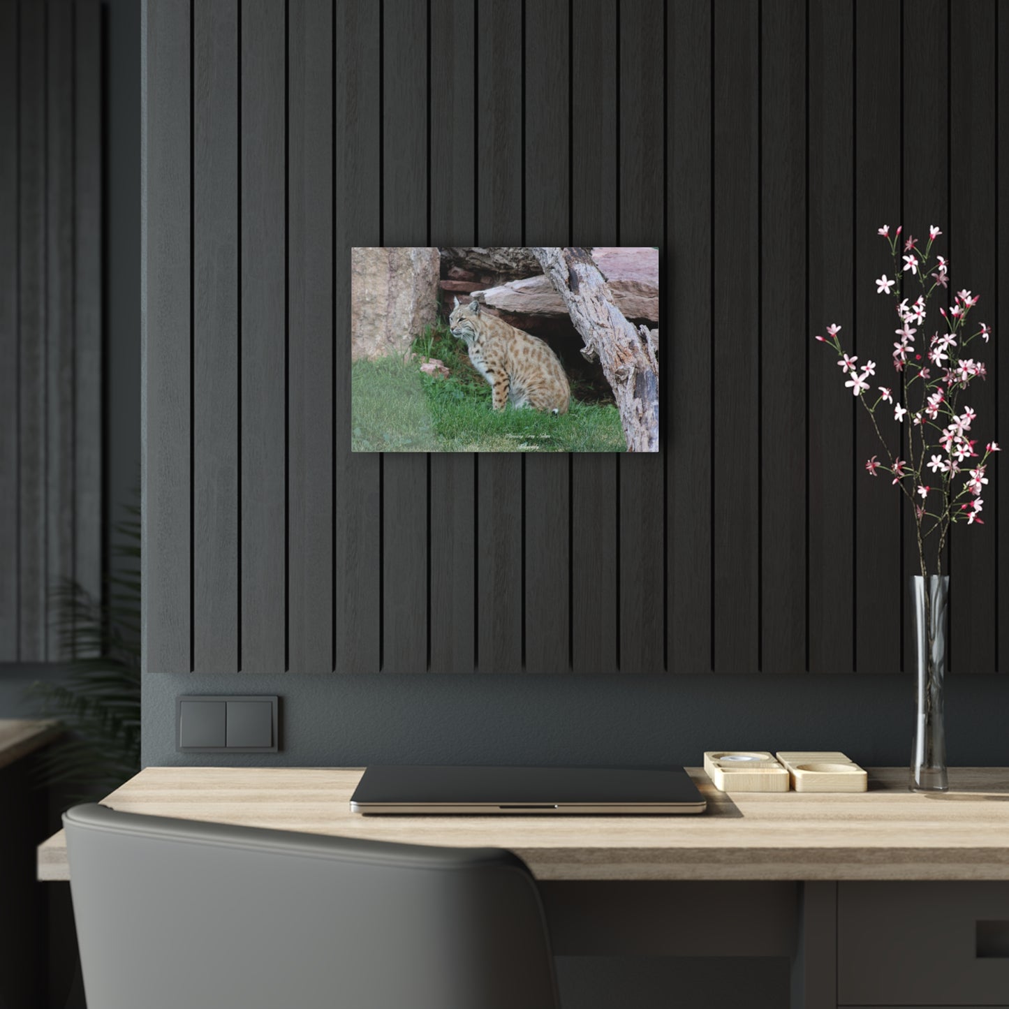 Sitting Bobcat Acrylic Prints