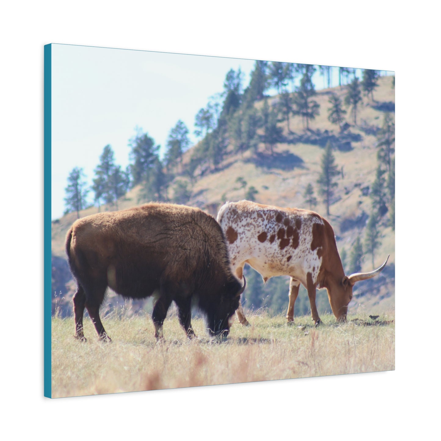 Long Horn and Buffalo Canvas