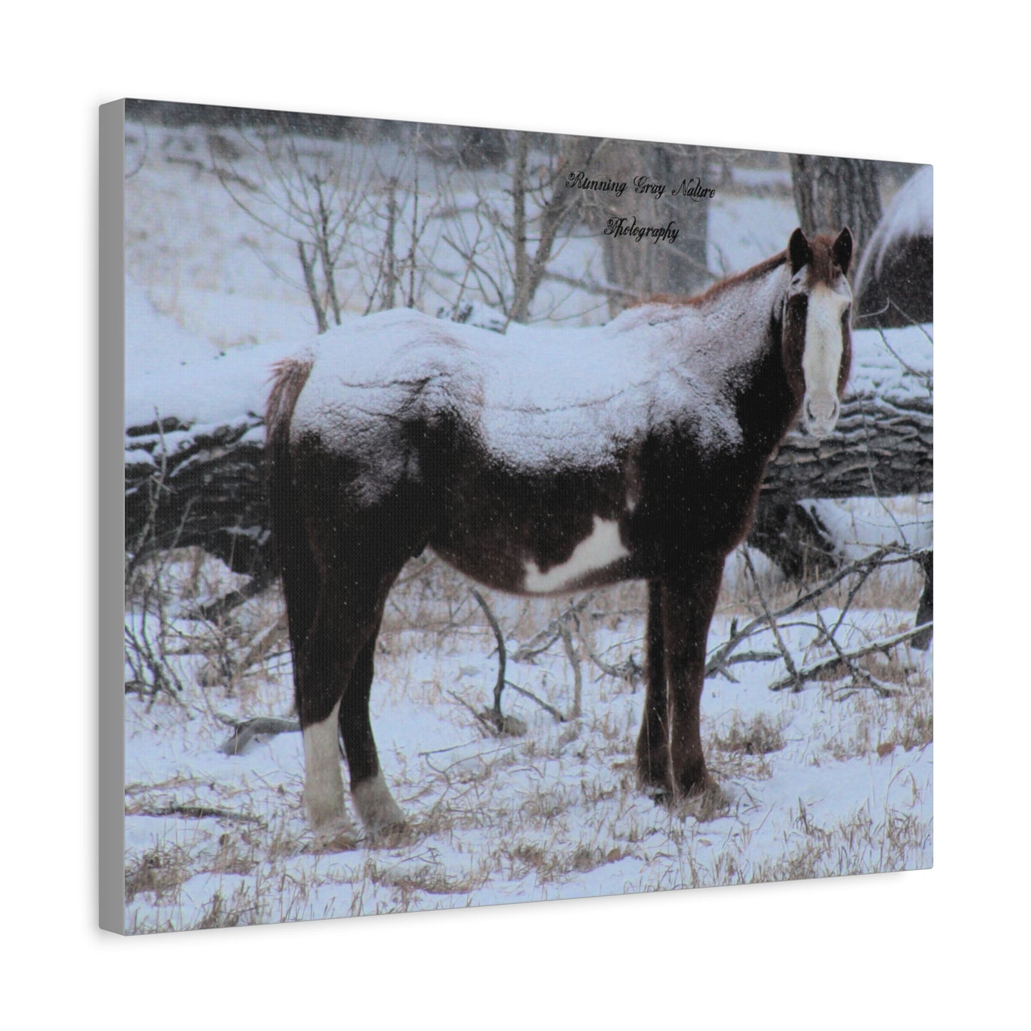 Snow Blanket Horse Matte Canvas, Stretched, 1.25"