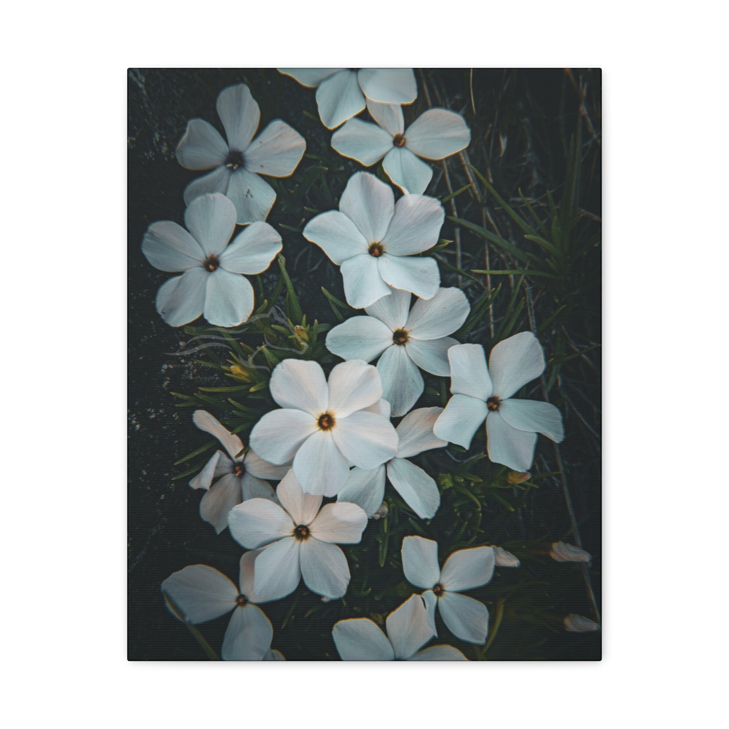 Rock Jasmine Canvas