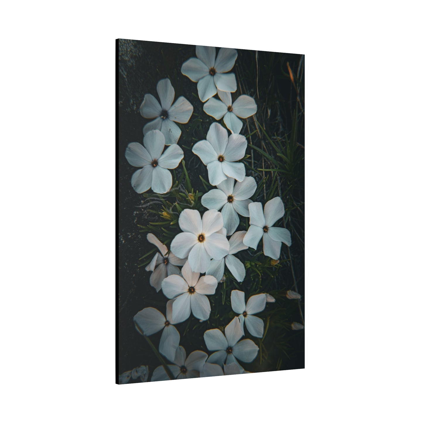 Rock Jasmine Canvas