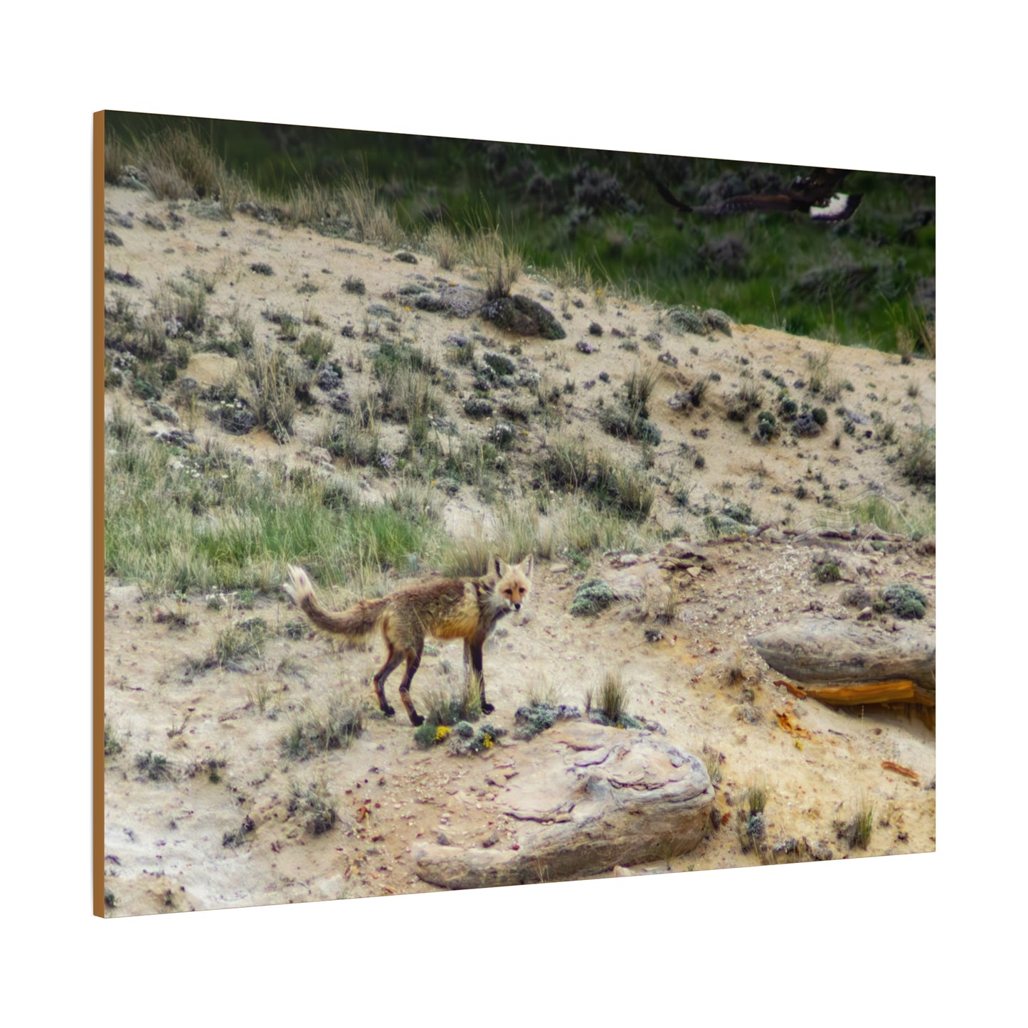 Swift fox and an Eagle