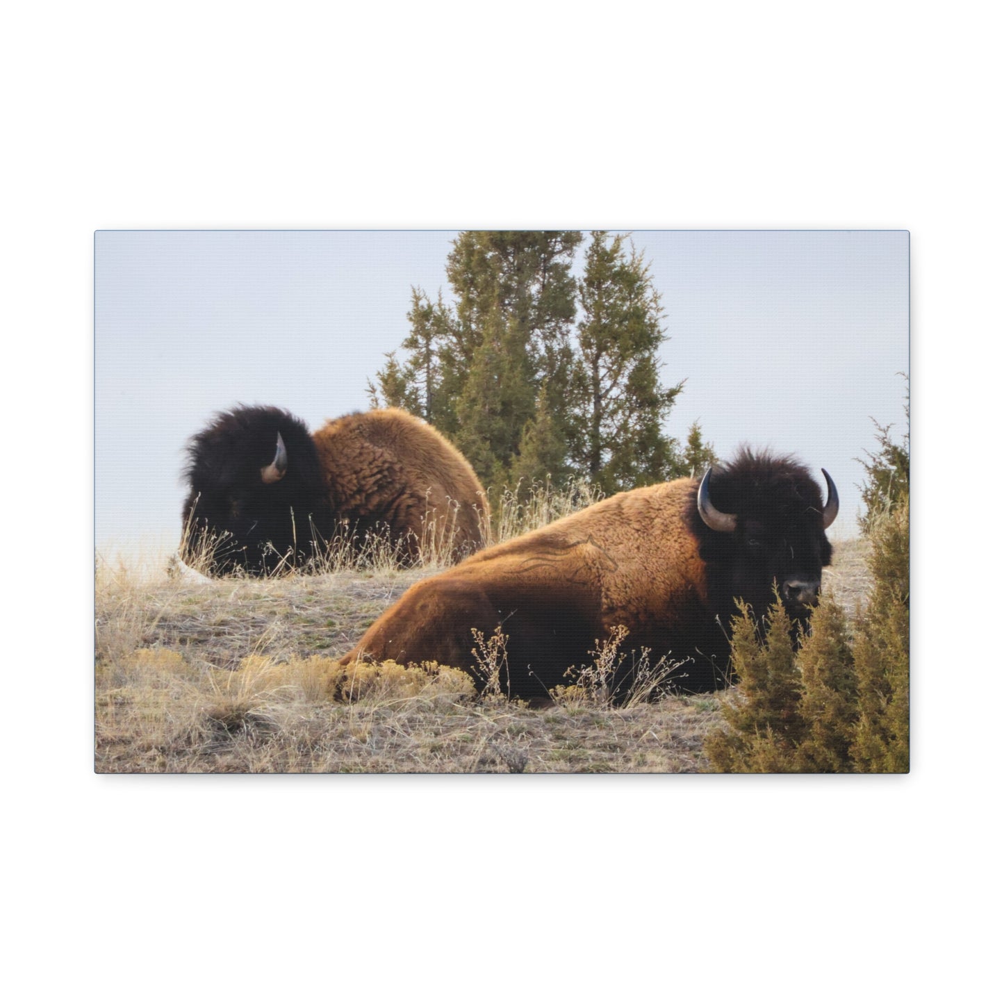 Two Bull Buffalo Canvas