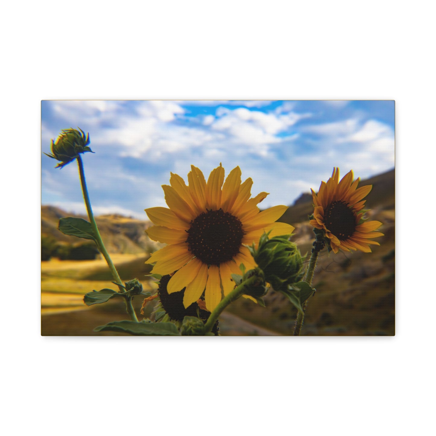 Sunflower Canvas
