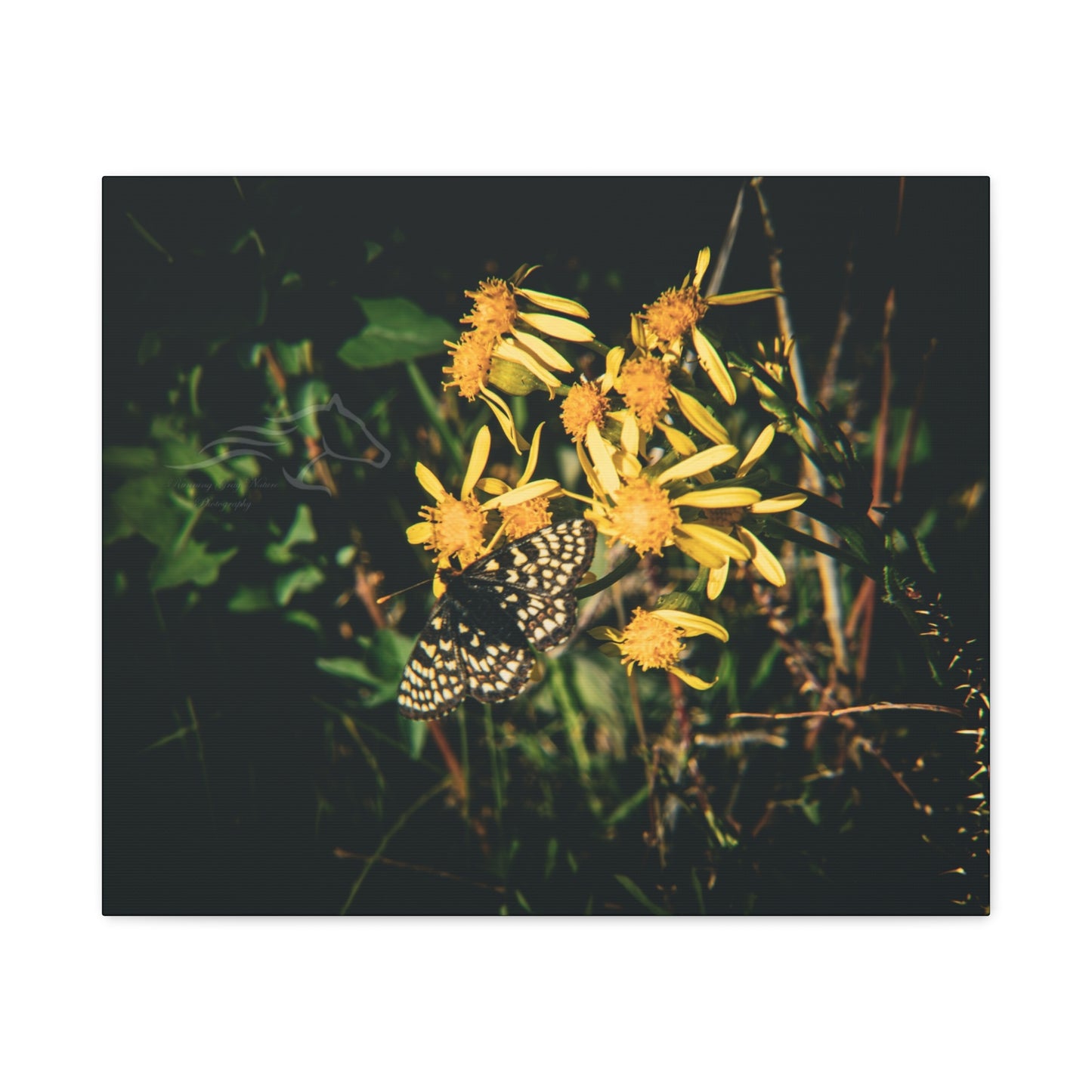 Checkerspot Butterfly Canvas