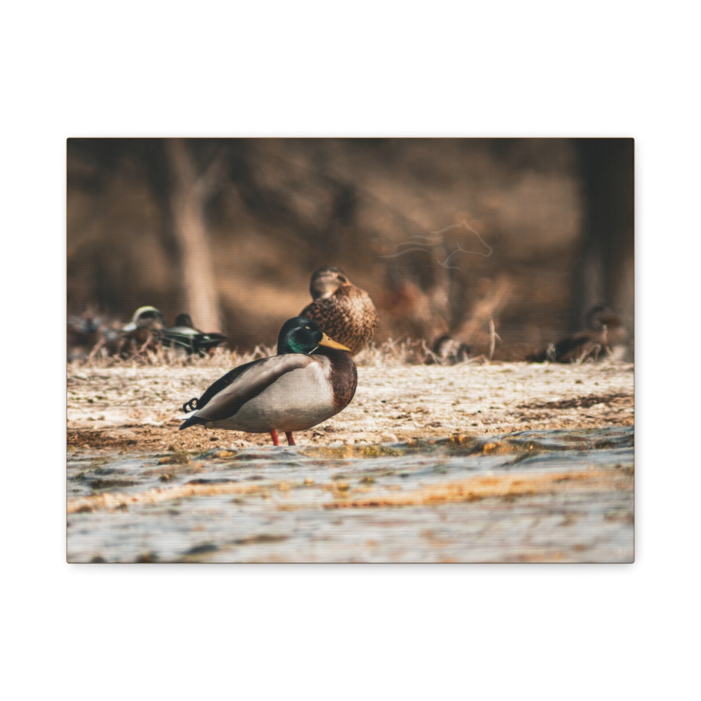 Nature-Inspired Duck Canvas