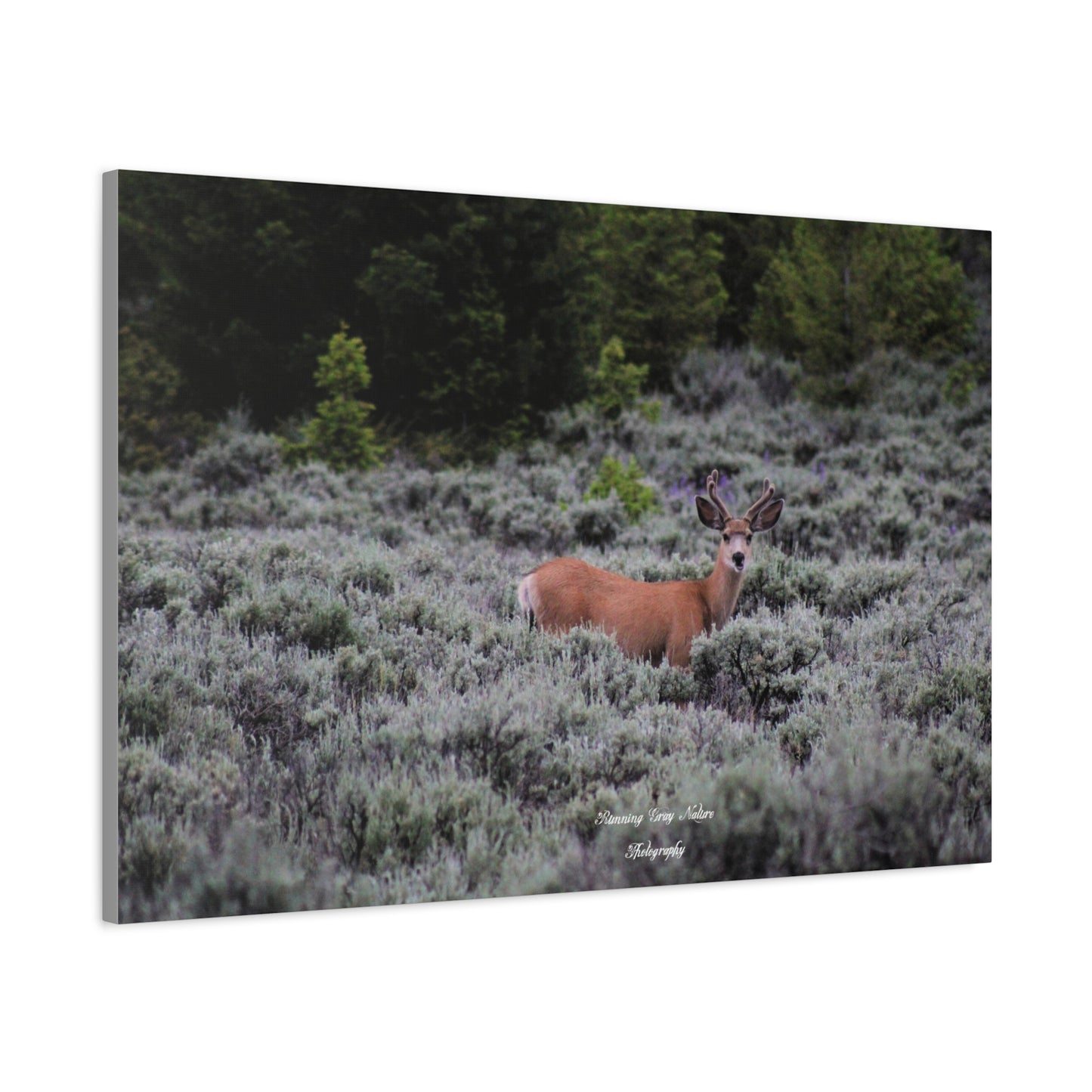 Wyoming Deer Matte Canvas, Stretched, 1.25"