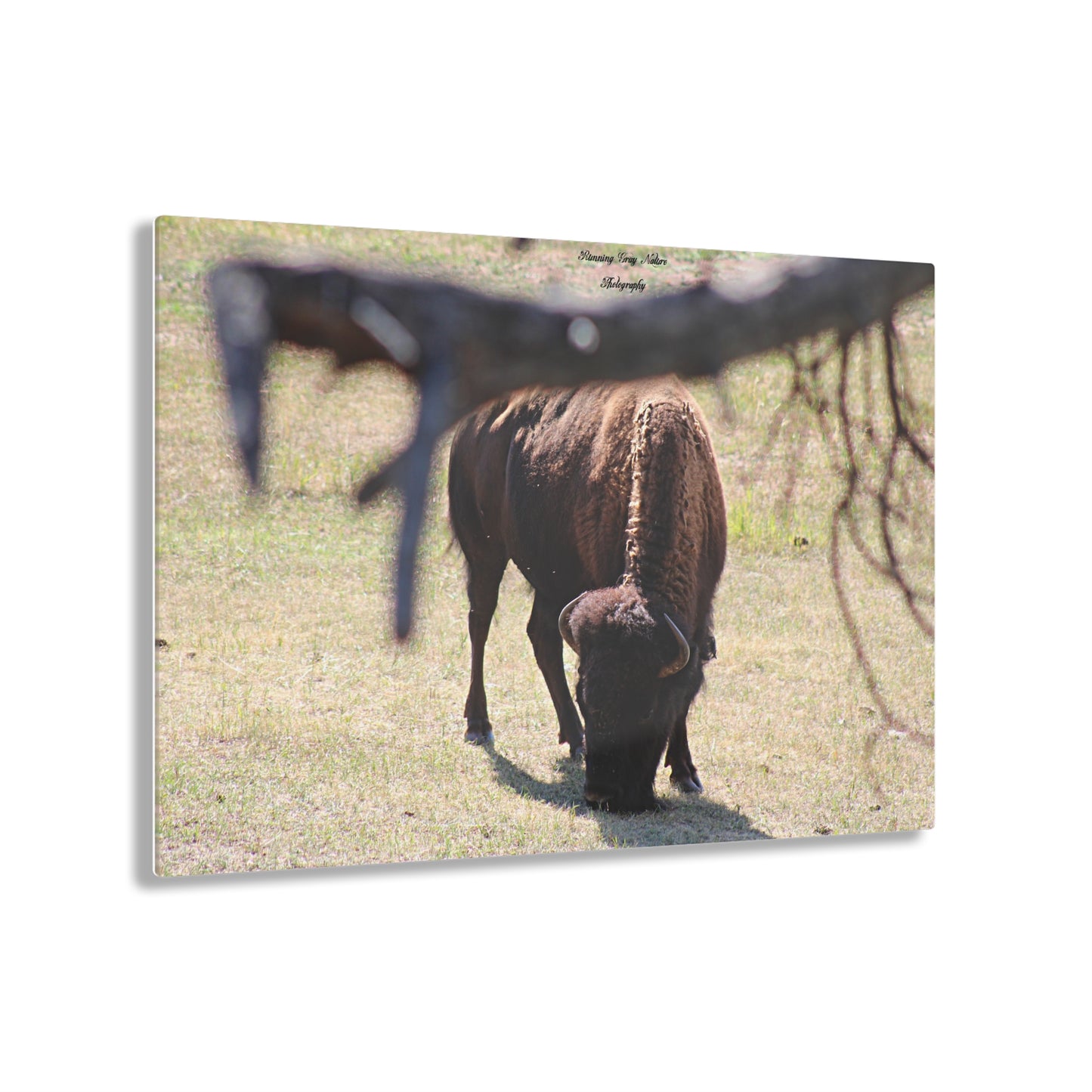 Buffalo Acrylic Prints