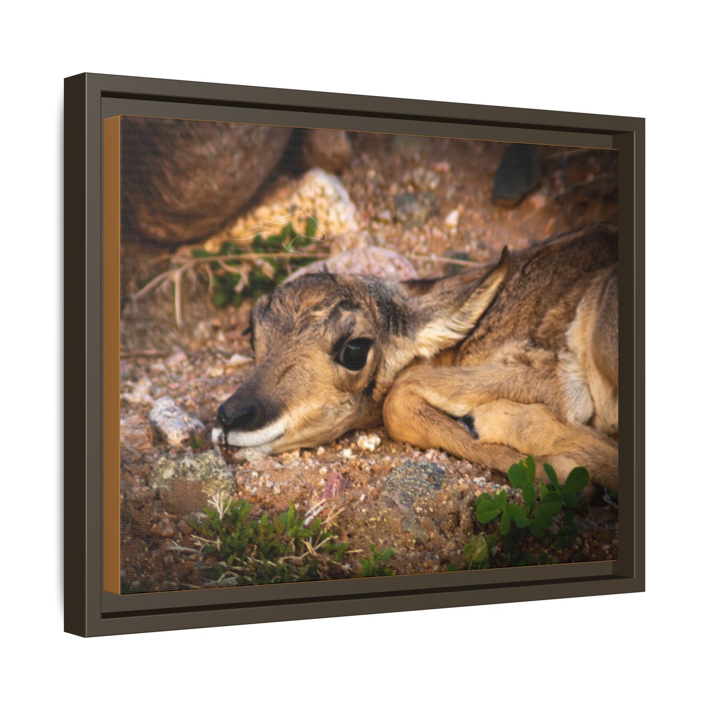 Baby Antelope Framed Canvas