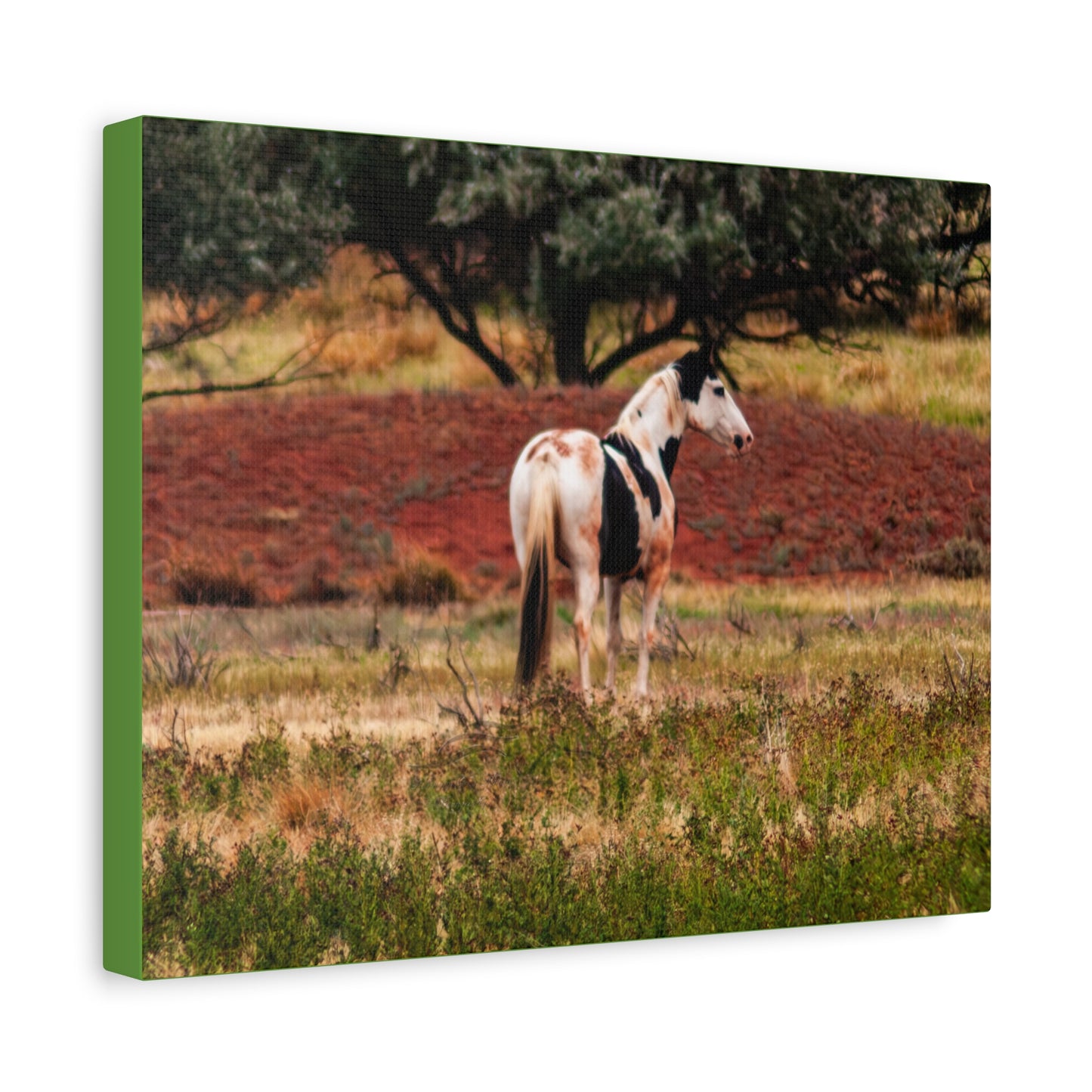 Painted Horse Canvas