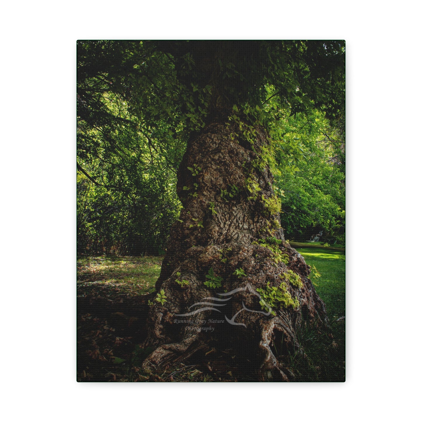 Natural Green Tree Canvas
