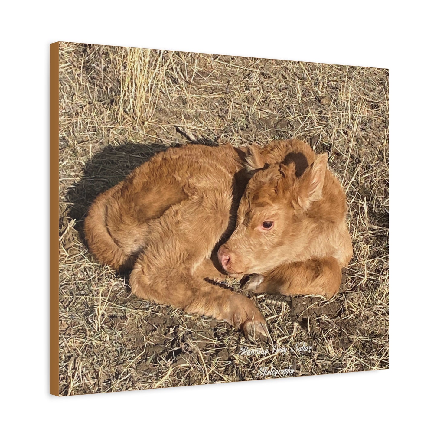 Baby Calf Matte Canvas, Stretched, 1.25"