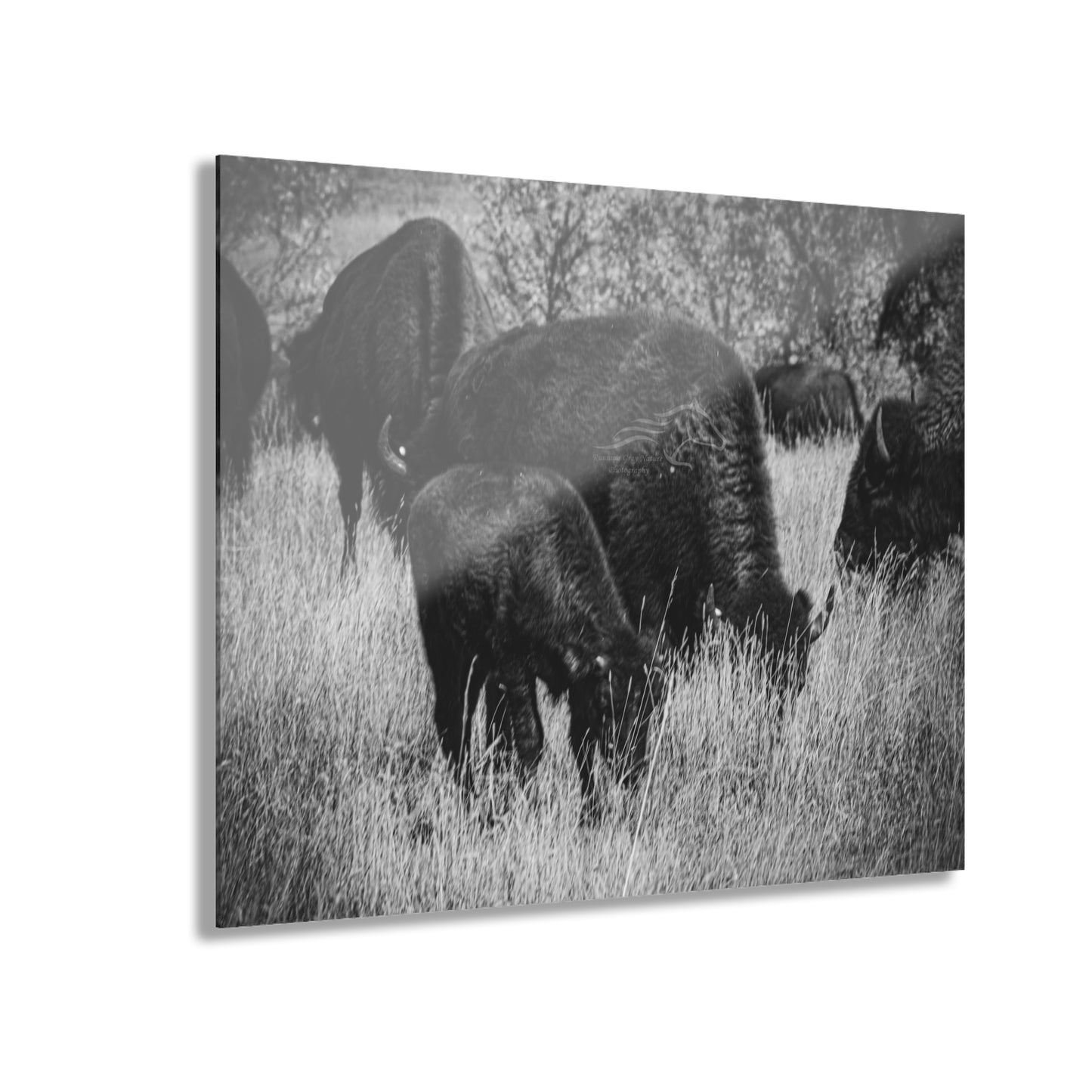 Black and White Buffalo Acrylic