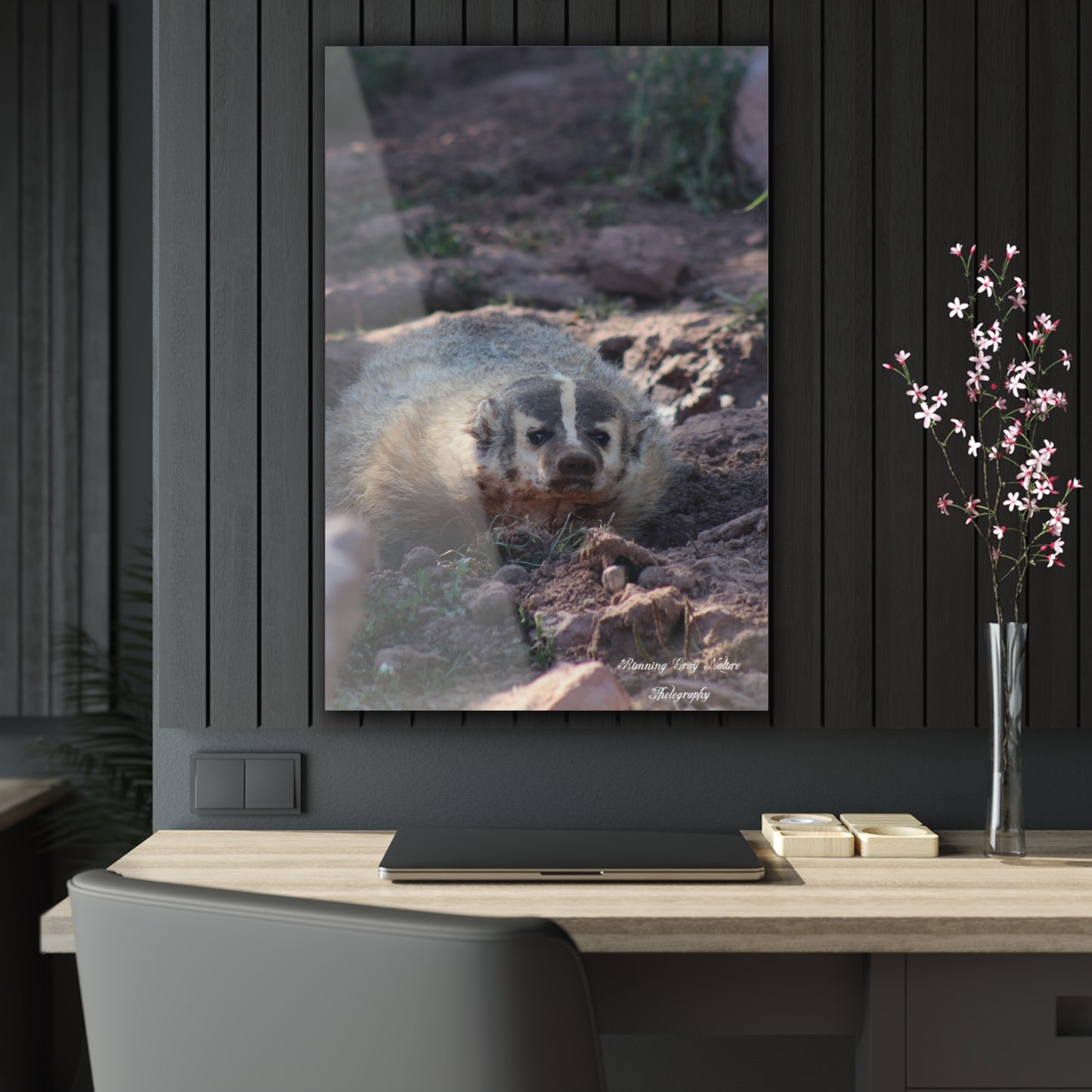 Badger Acrylic Prints