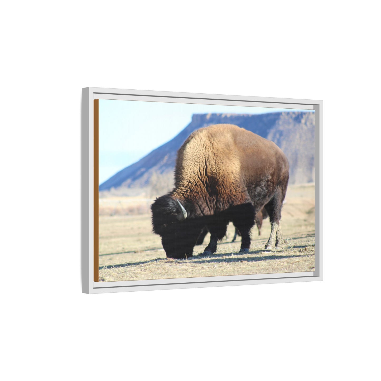 Big Daddy Buffalo Framed Canvas