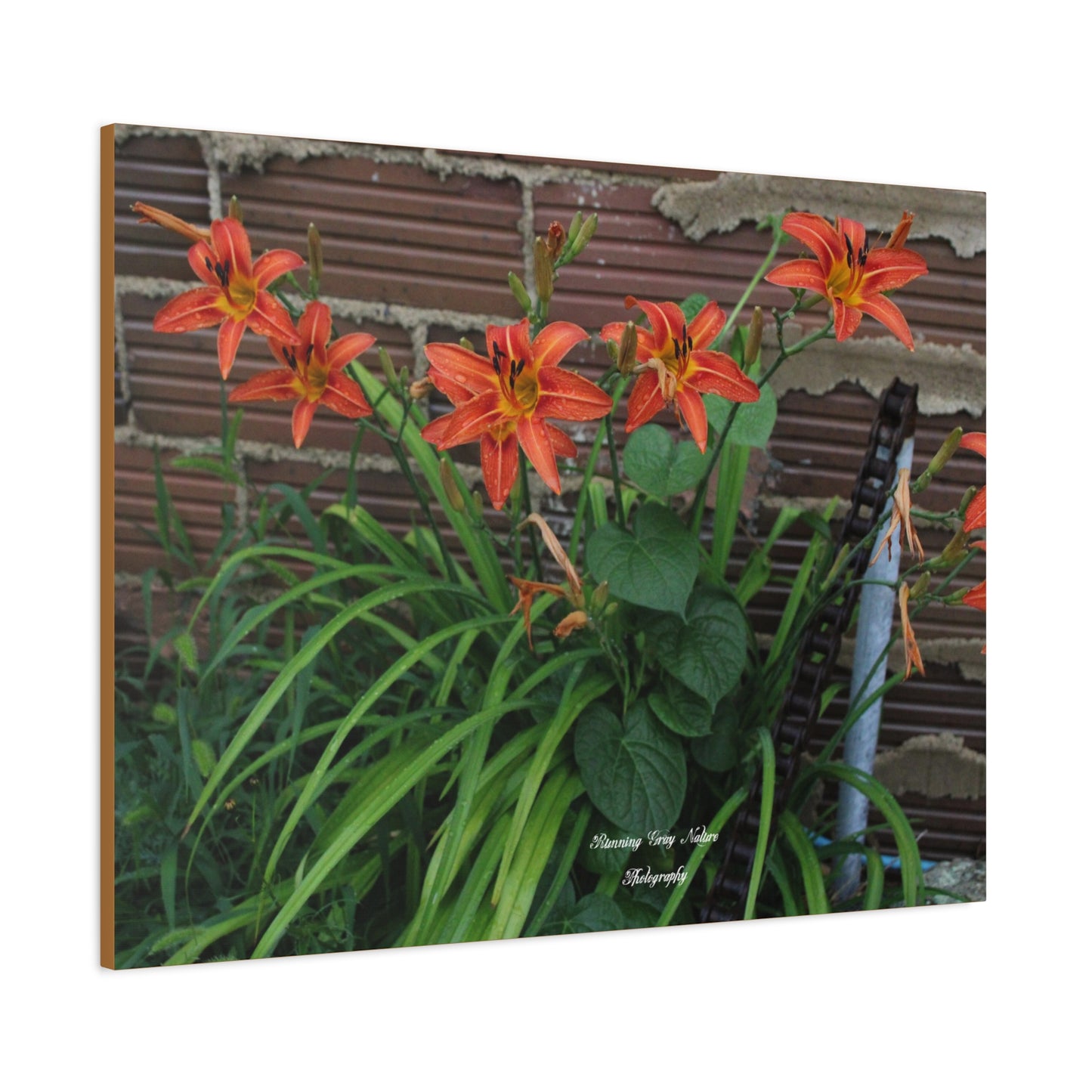 Orange Tiger Day Lily Matte Canvas, Stretched, 1.25"