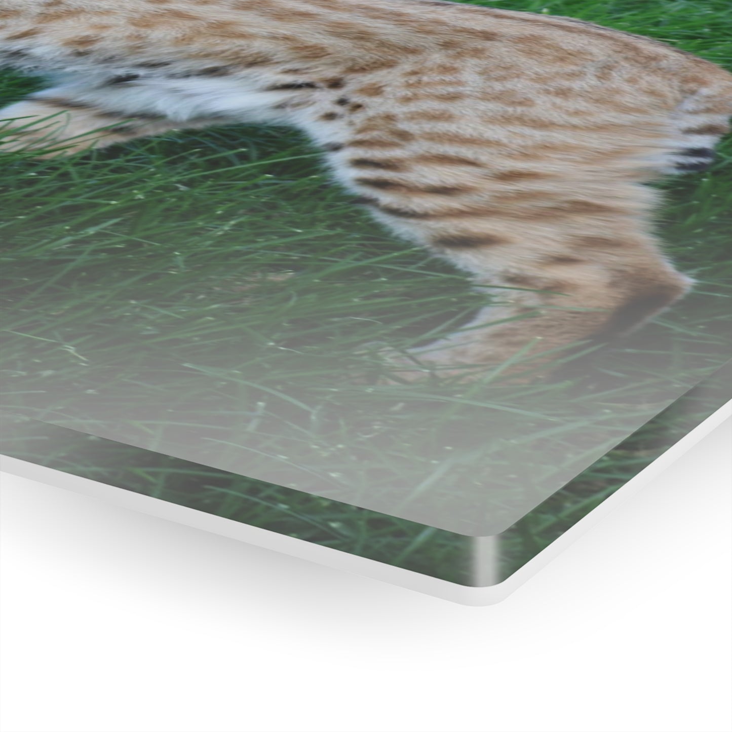 Bobcat Acrylic Prints