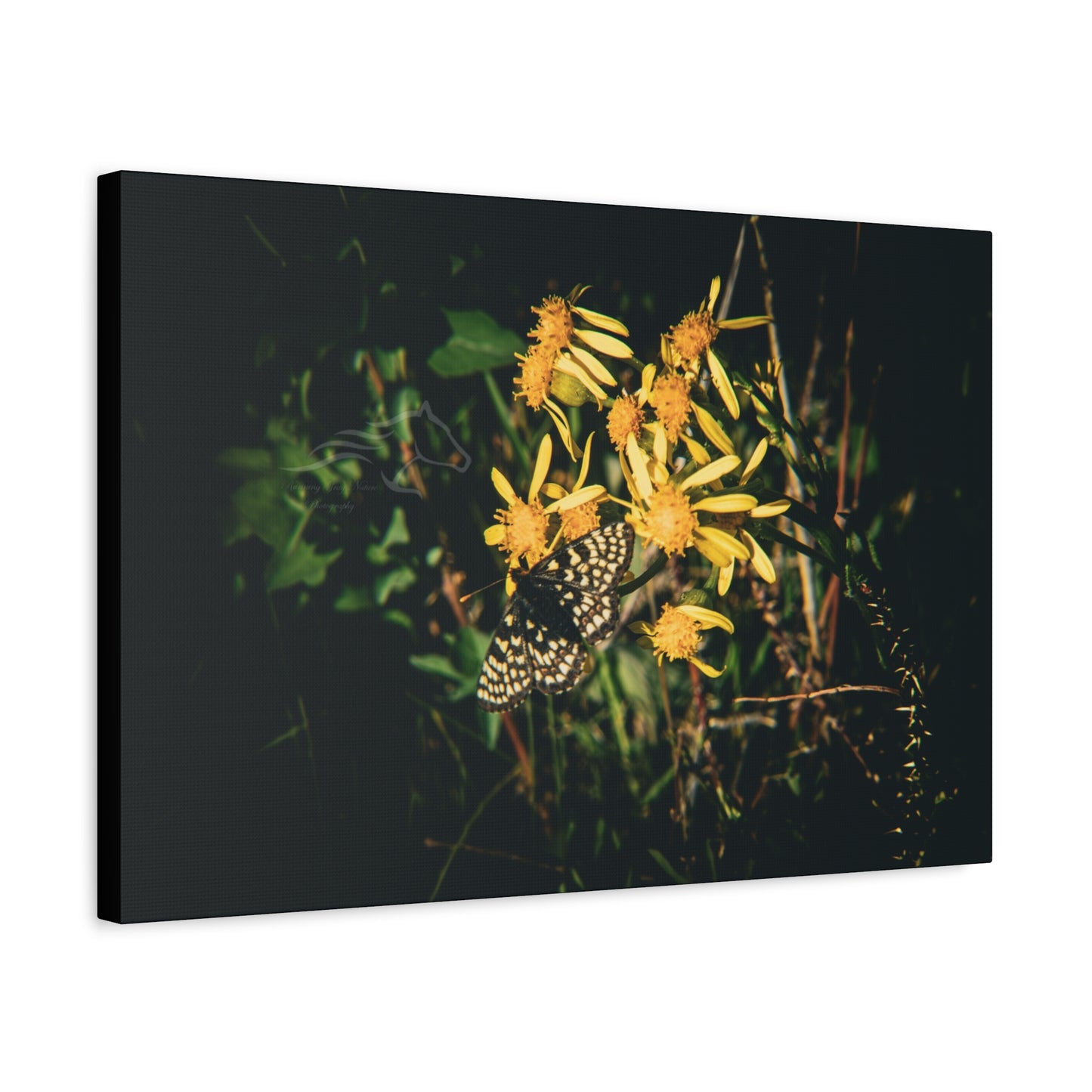 Checkerspot Butterfly Canvas