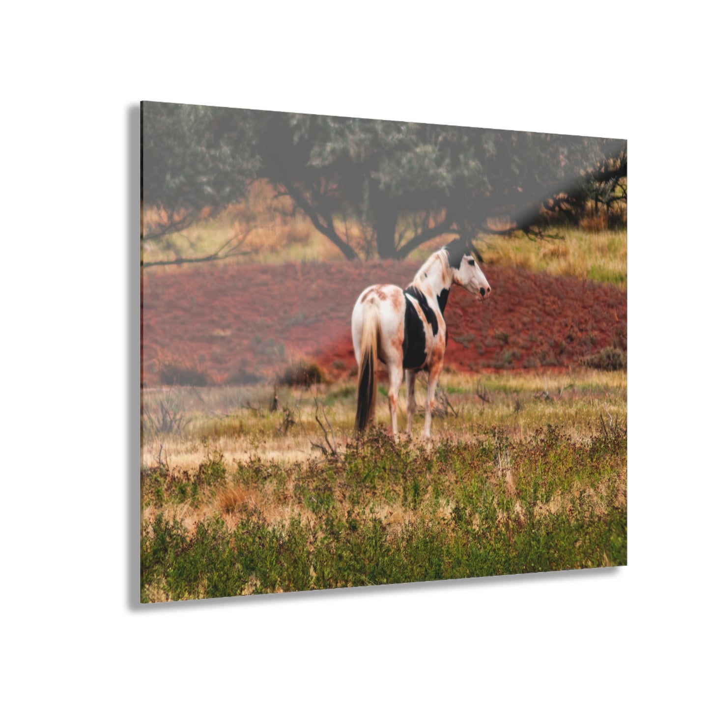 Painted Horse Acrylic