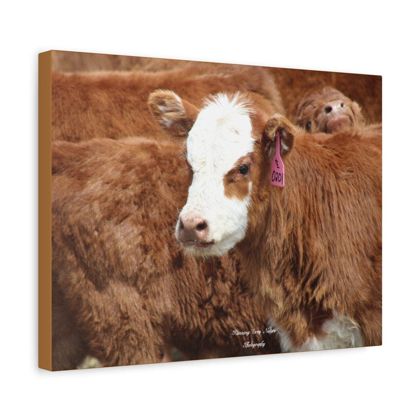 Red, White-Faced Calf Matte Canvas, Stretched, 1.25"