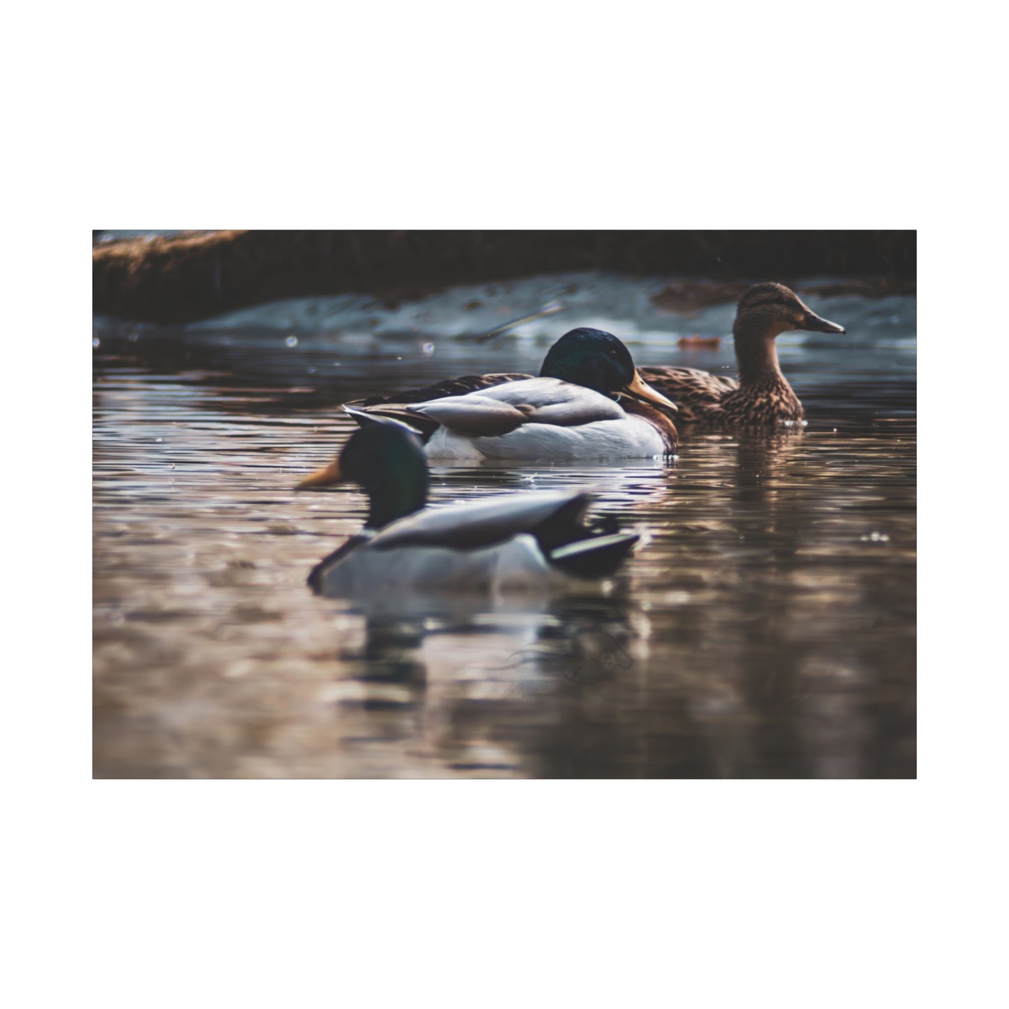 Mallard Ducks Canvas