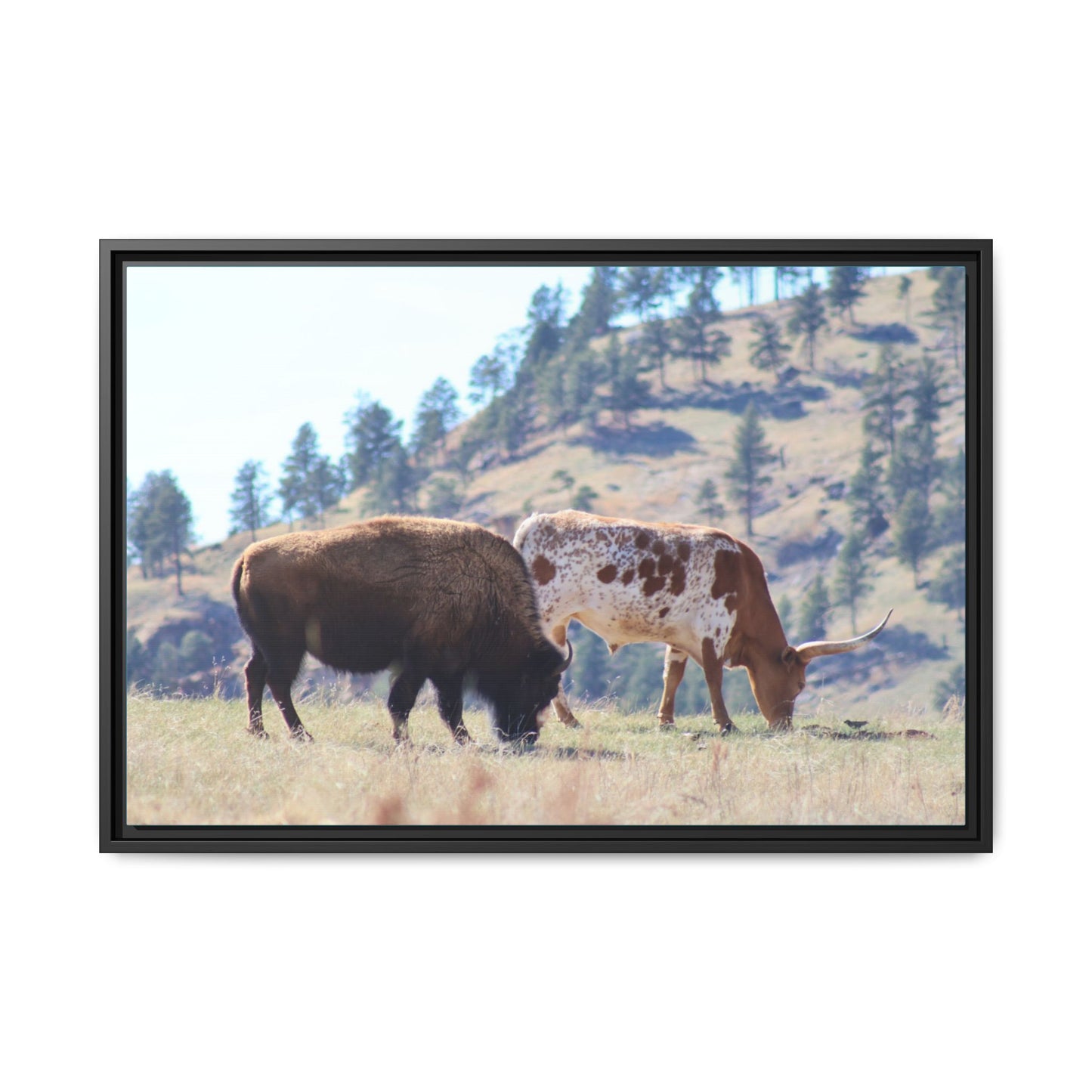 Long Horn and Buffalo Framed Canvas