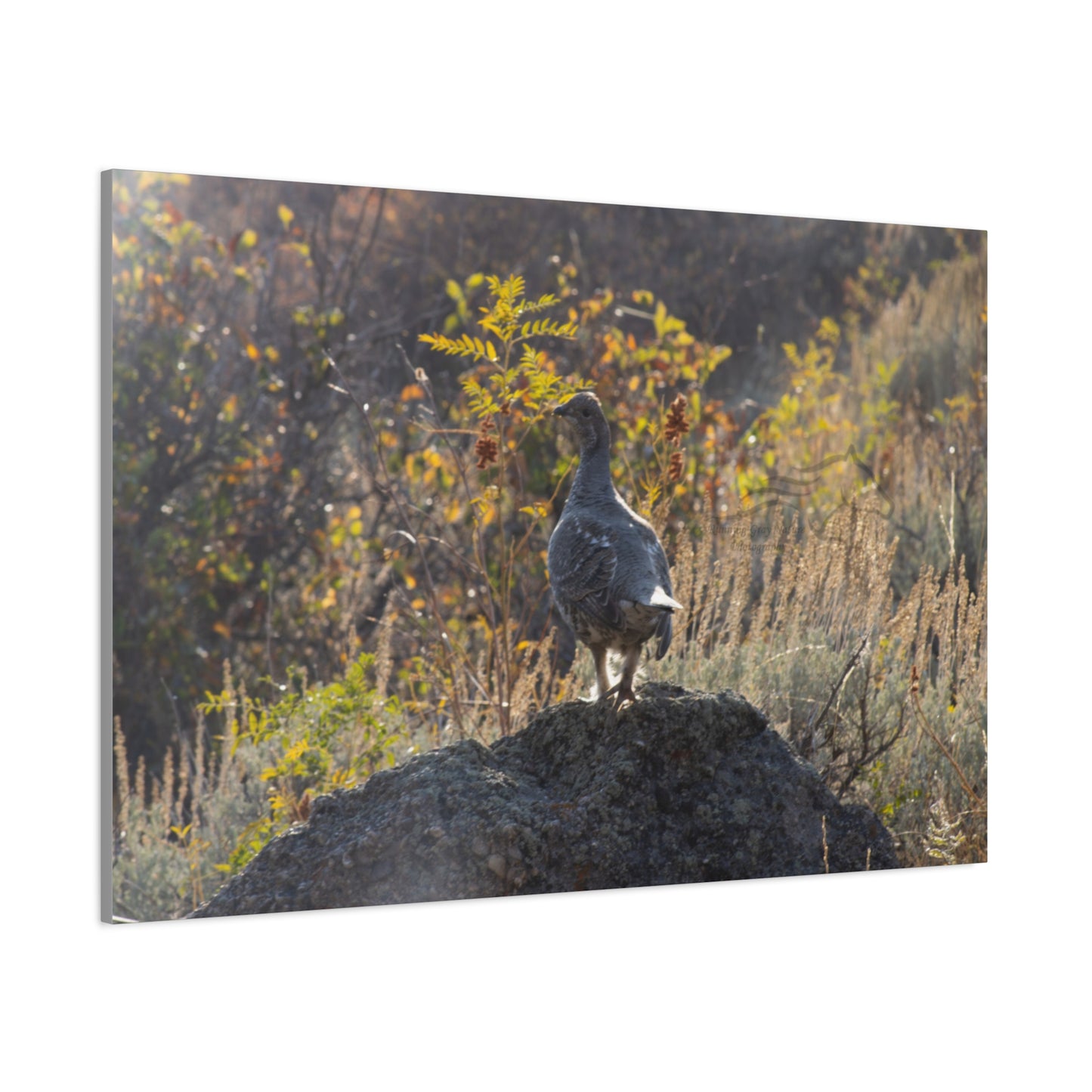 Wyoming Sage Grouse Canvas