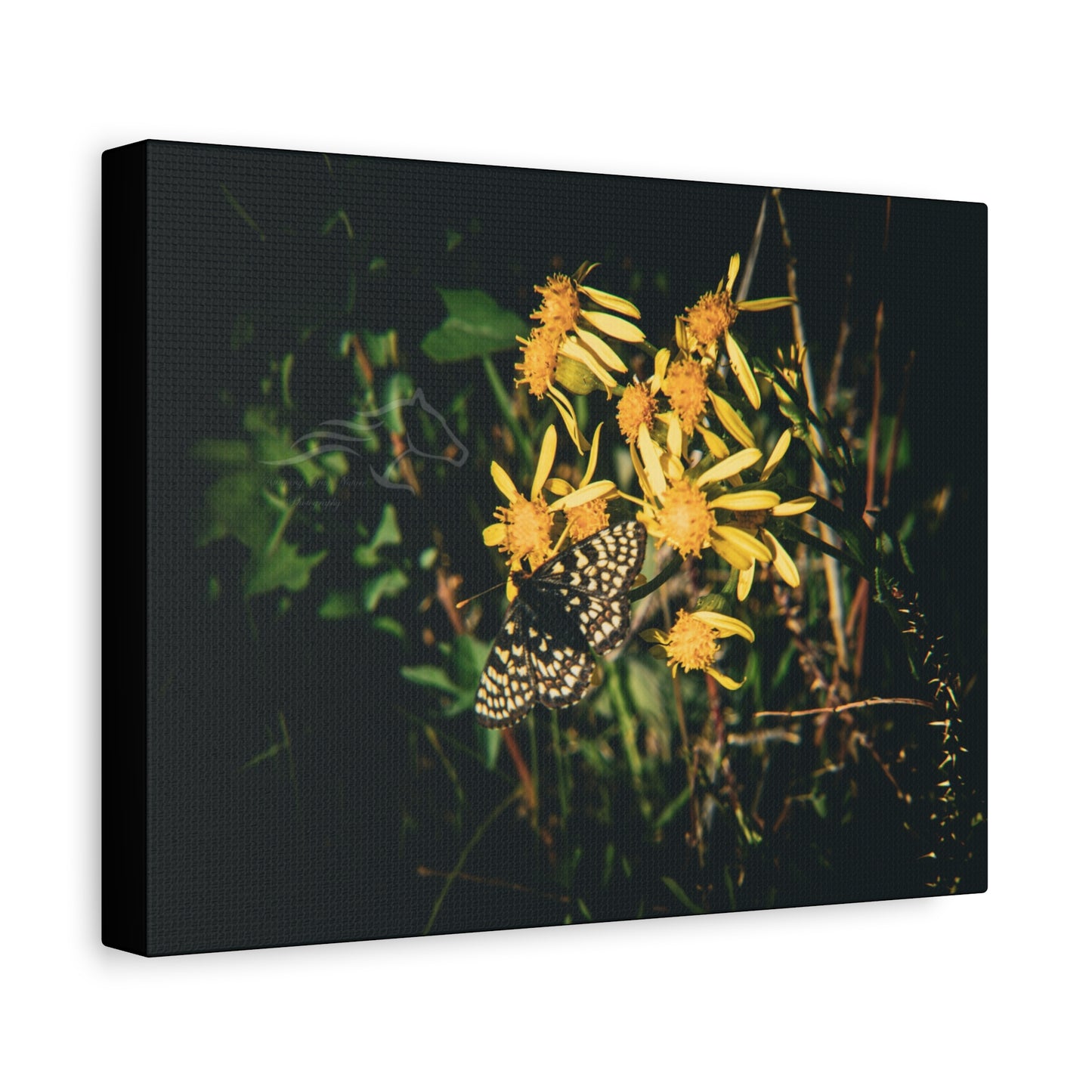 Checkerspot Butterfly Canvas