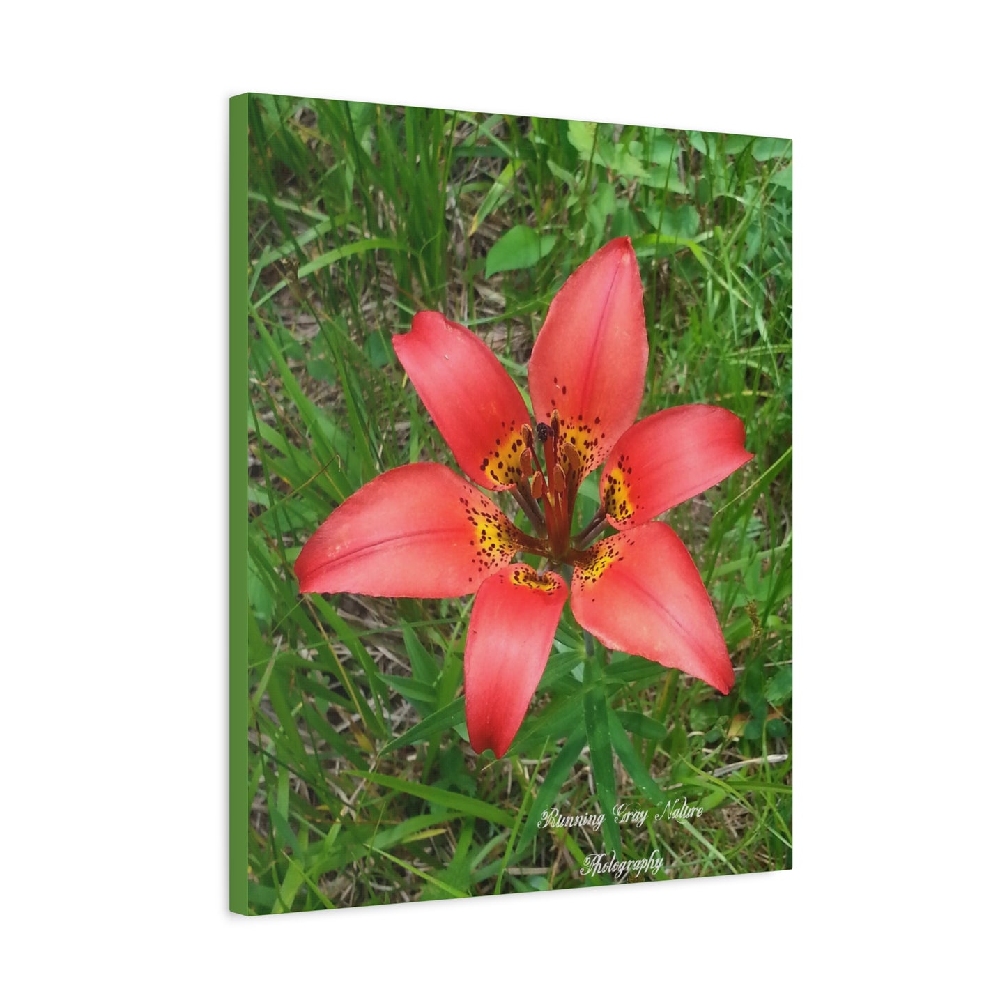 Red Tiger Lily Matte Canvas, Stretched, 1.25"