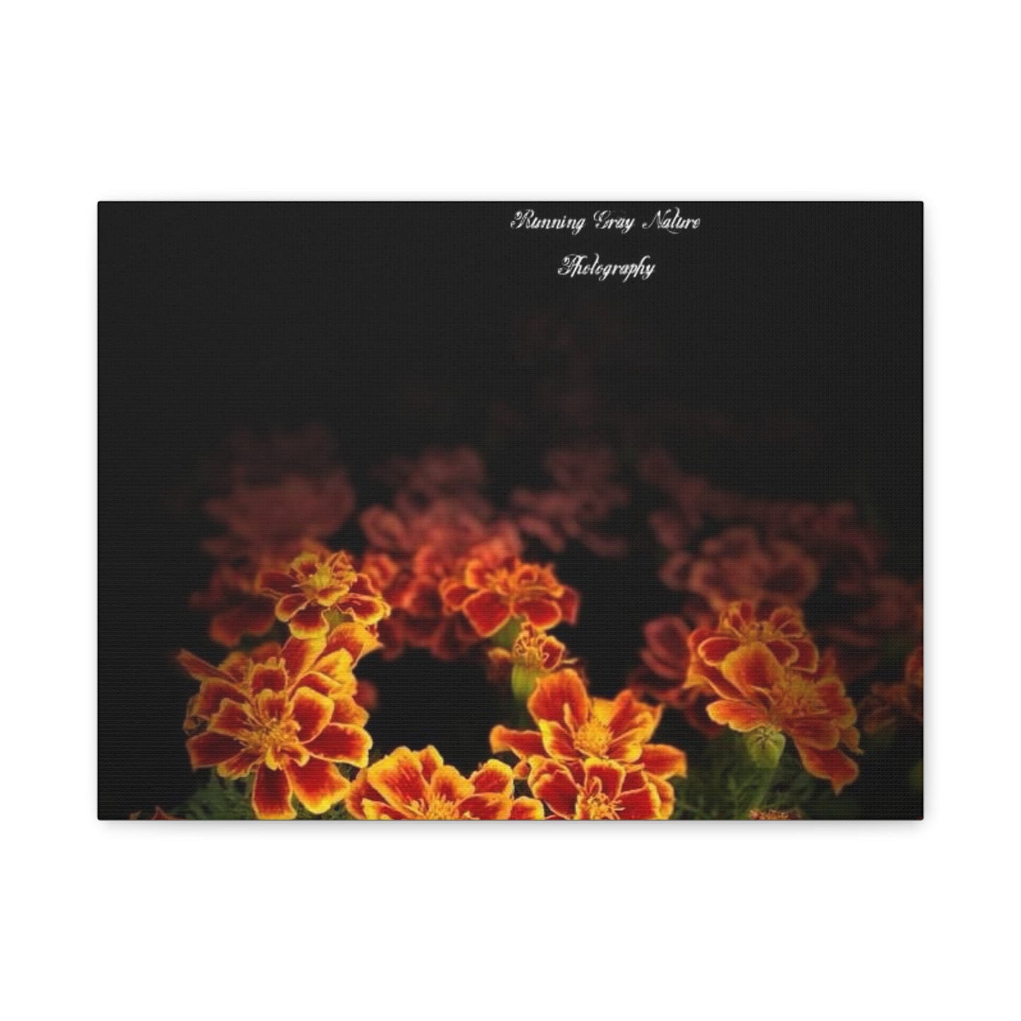 French Marigold Matte Canvas, Stretched, 1.25"