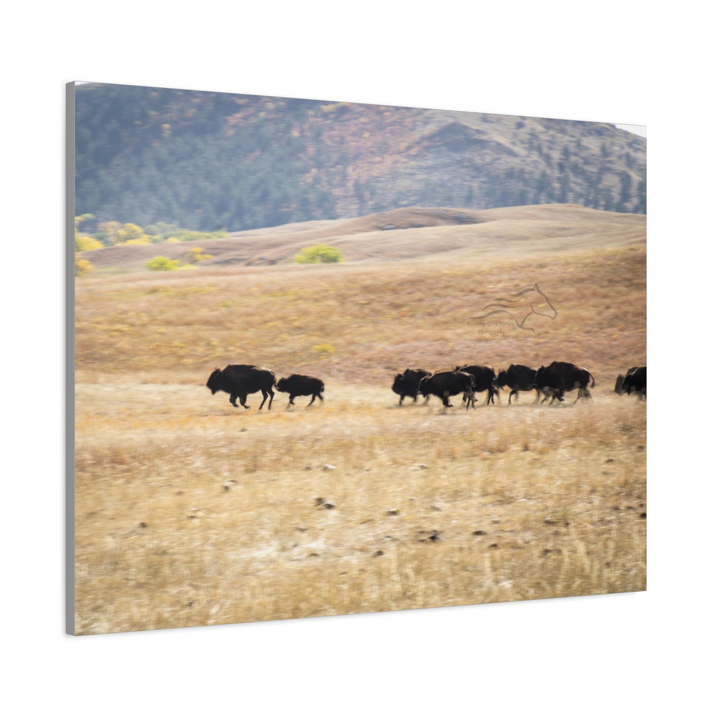 Beginning Buffalo Herd Canvas