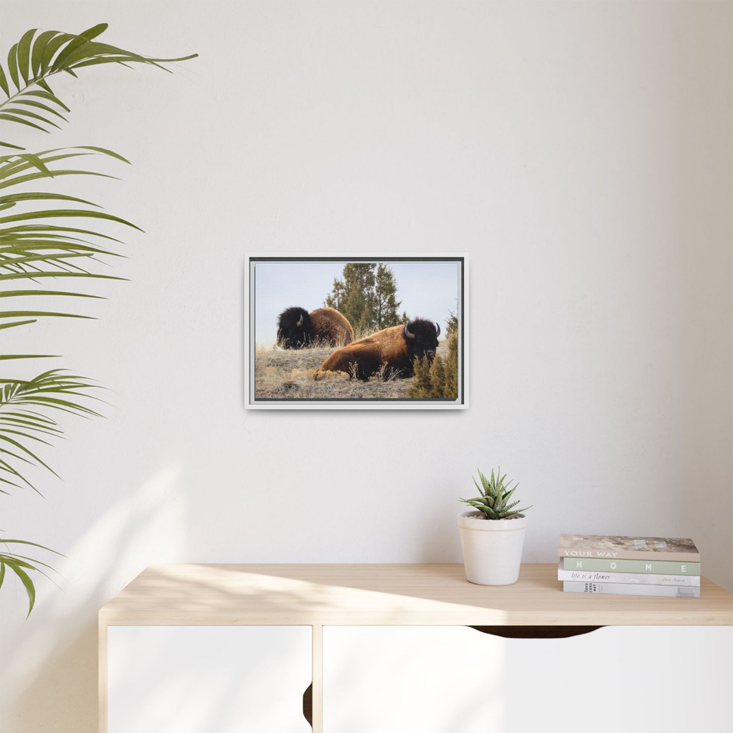 Two Bull Buffalo Framed Canvas