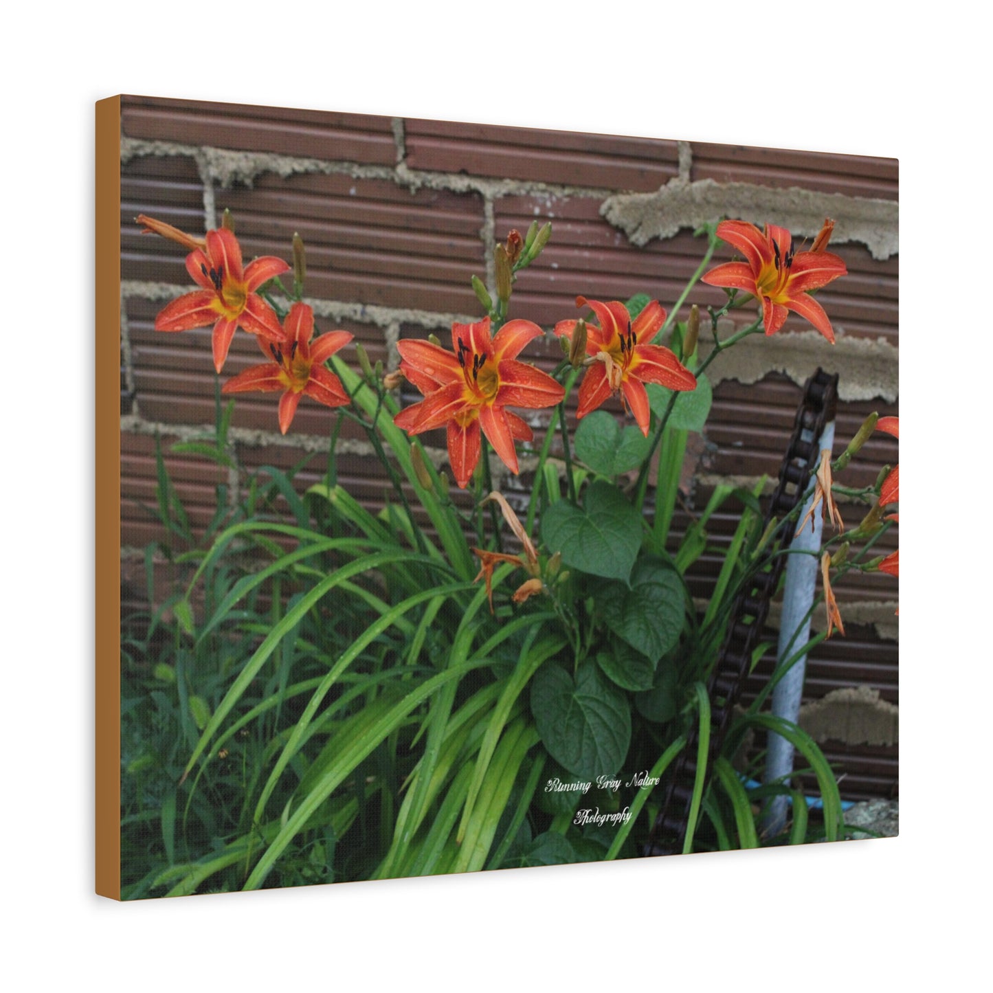 Orange Tiger Day Lily Matte Canvas, Stretched, 1.25"