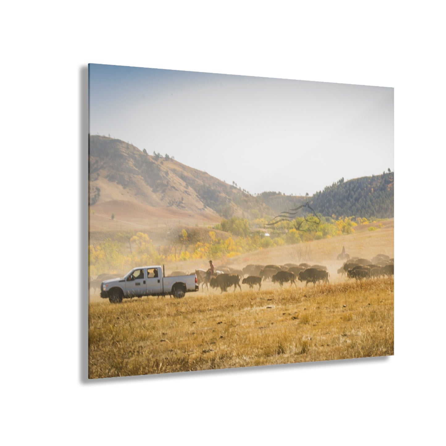 Trucks in the Buffalo Round Up Acrylic