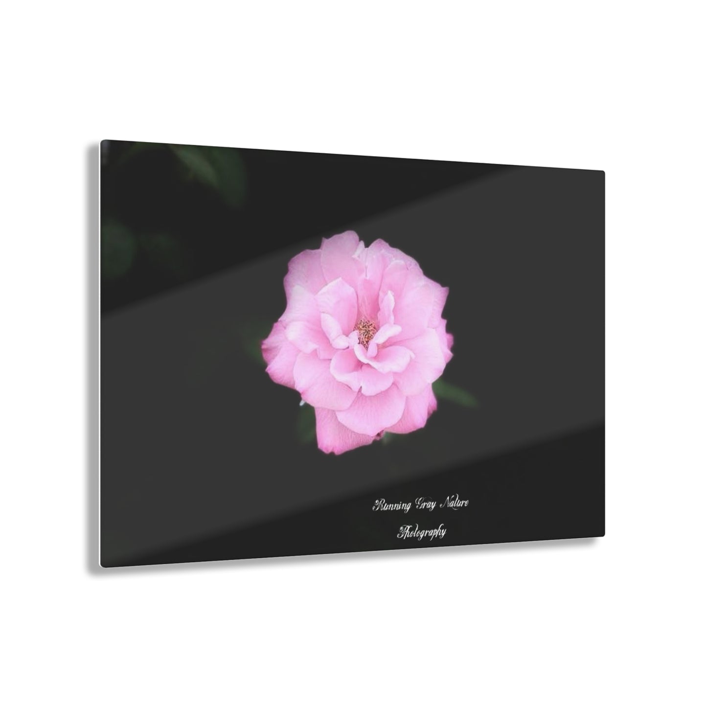 Rose Acrylic Prints