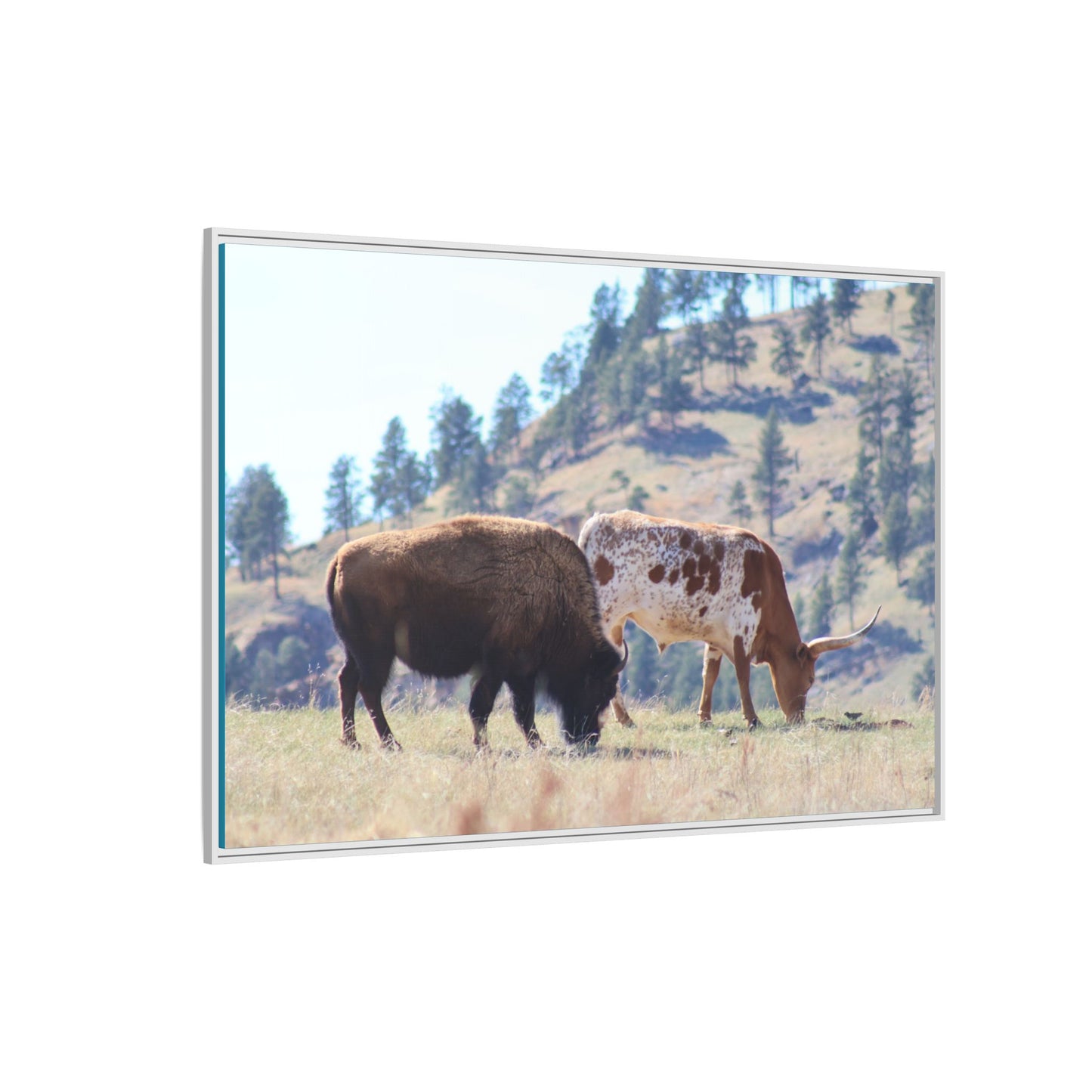 Long Horn and Buffalo Framed Canvas