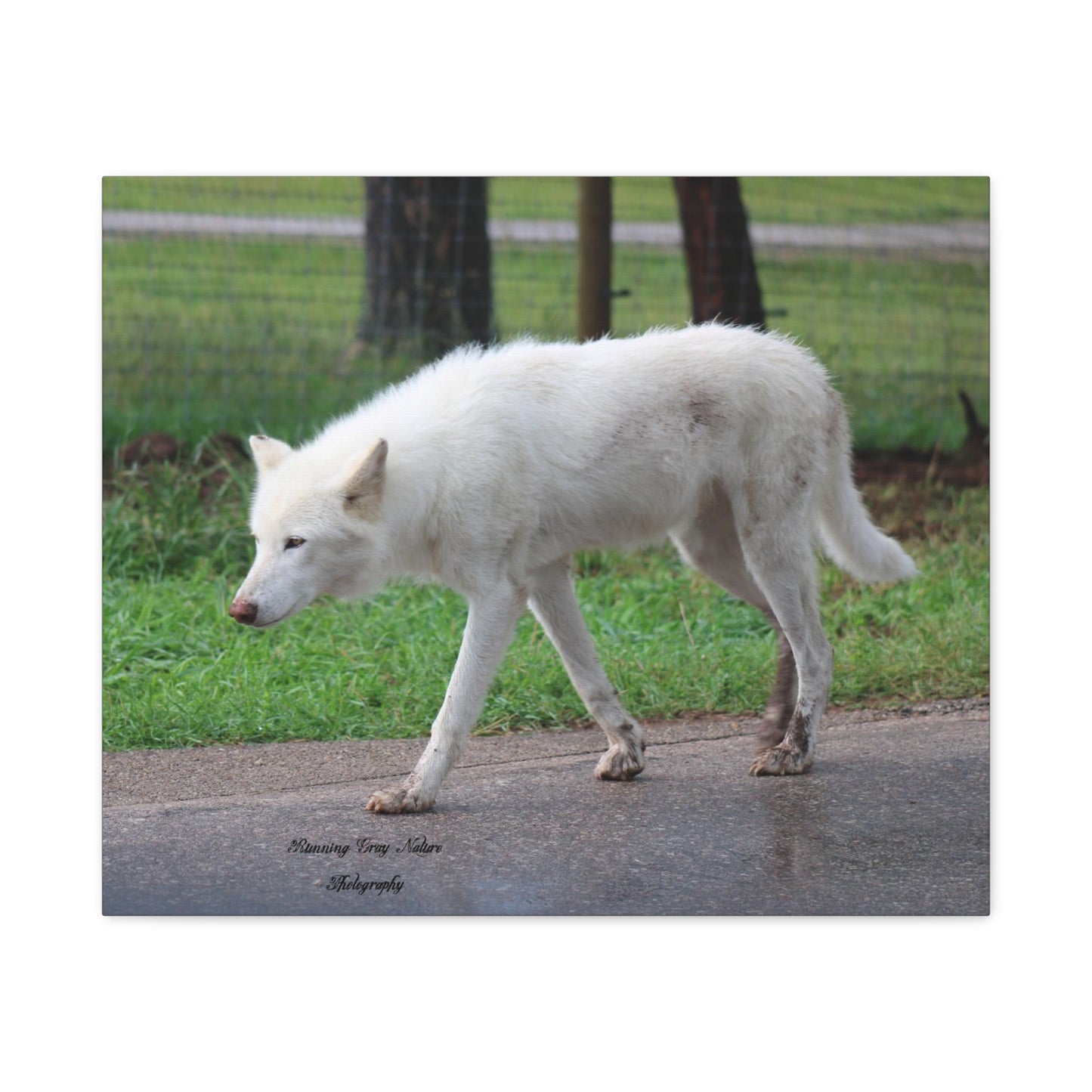 White Wolf Matte Canvas, Stretched, 1.25"