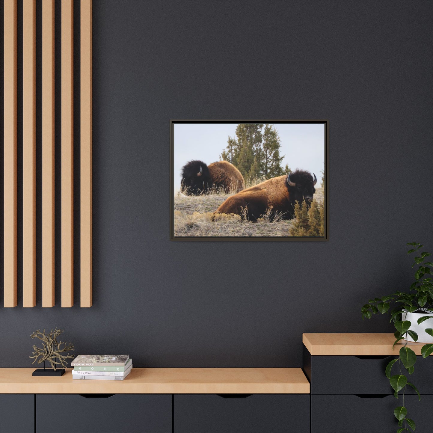 Two Bull Buffalo Framed Canvas
