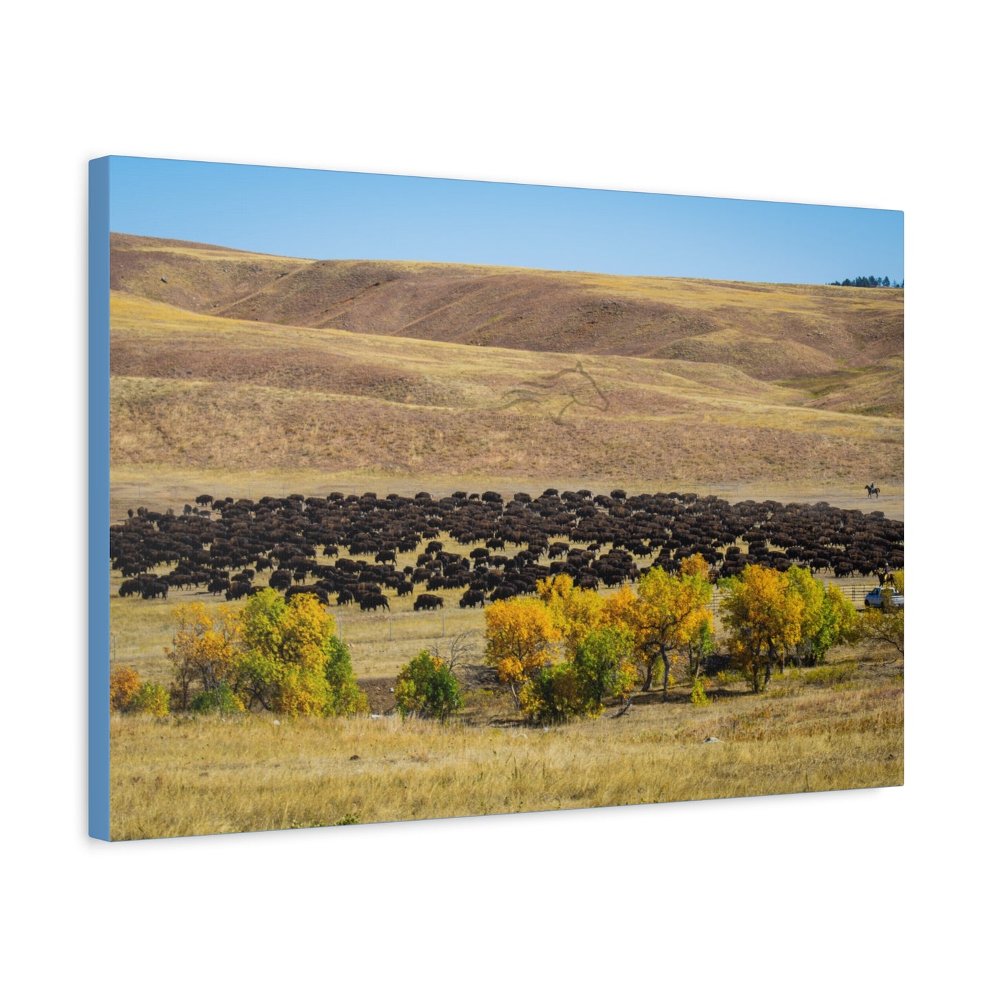 Final look Buffalo Round Up